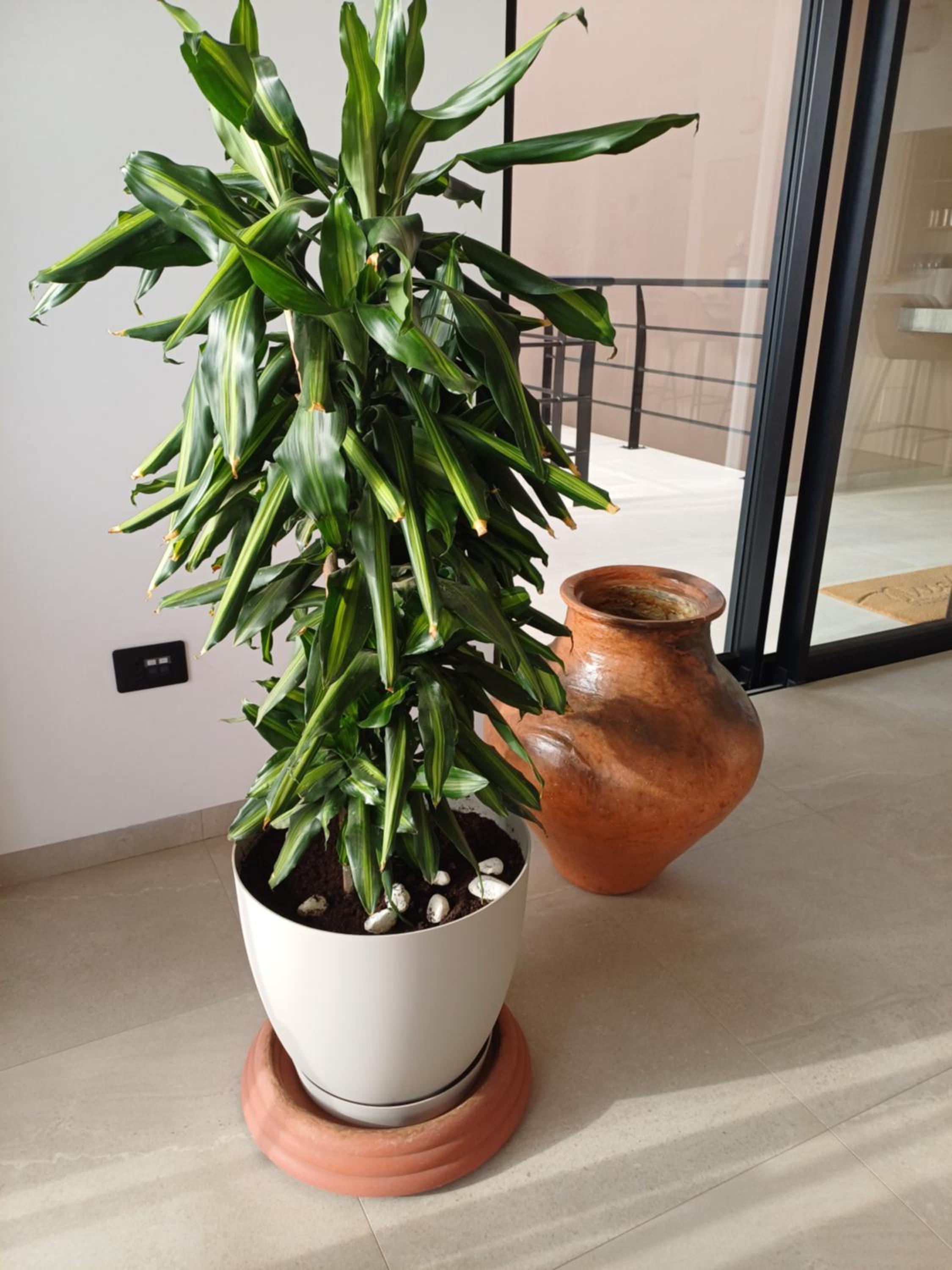 Kasa Flor
