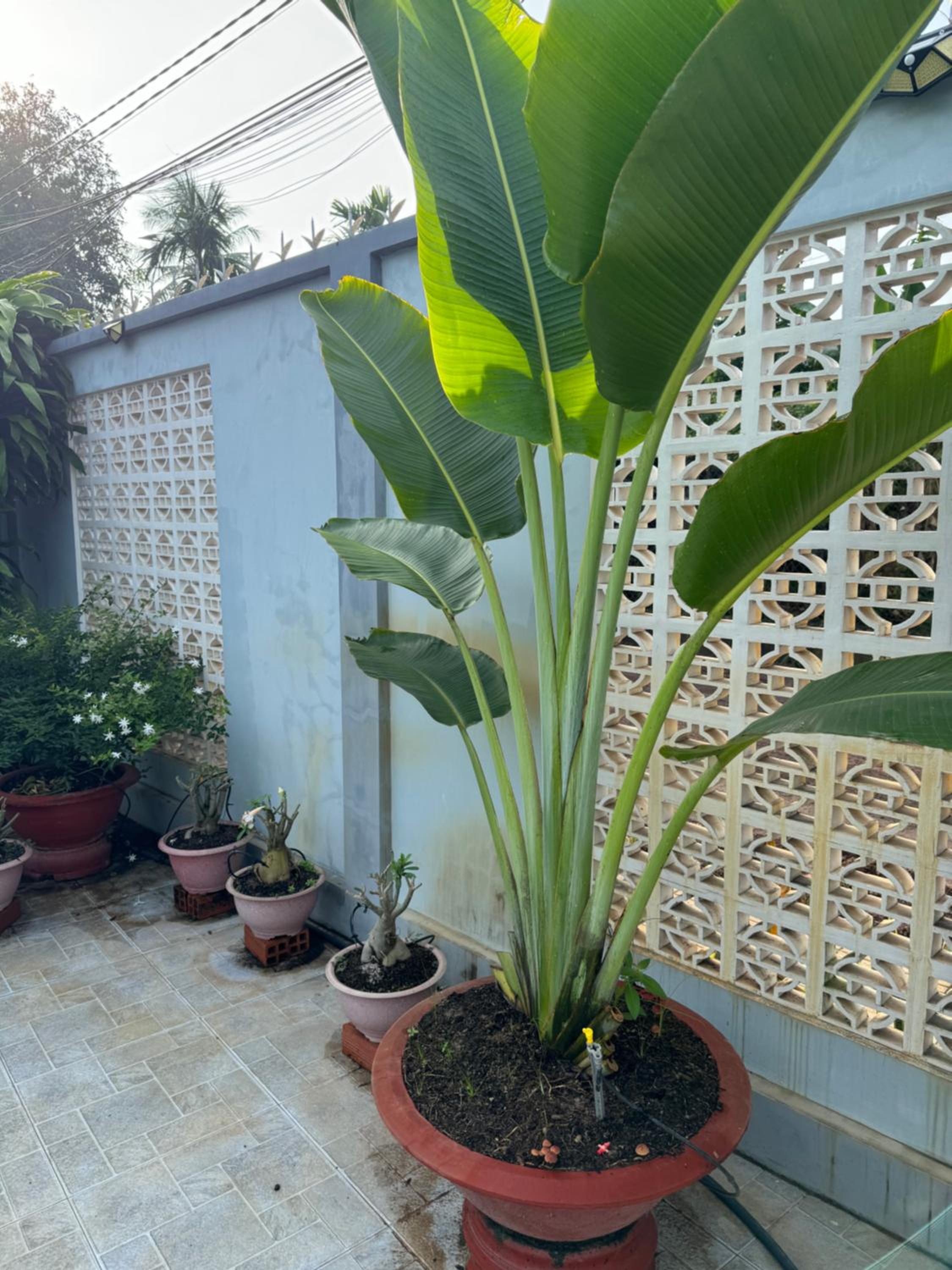The Grand Coco Homestay view 2