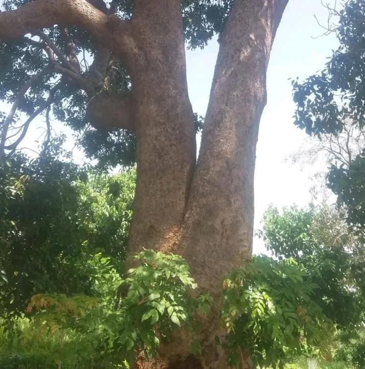 Gunjur Nyamina Garden Eco lodge view 5