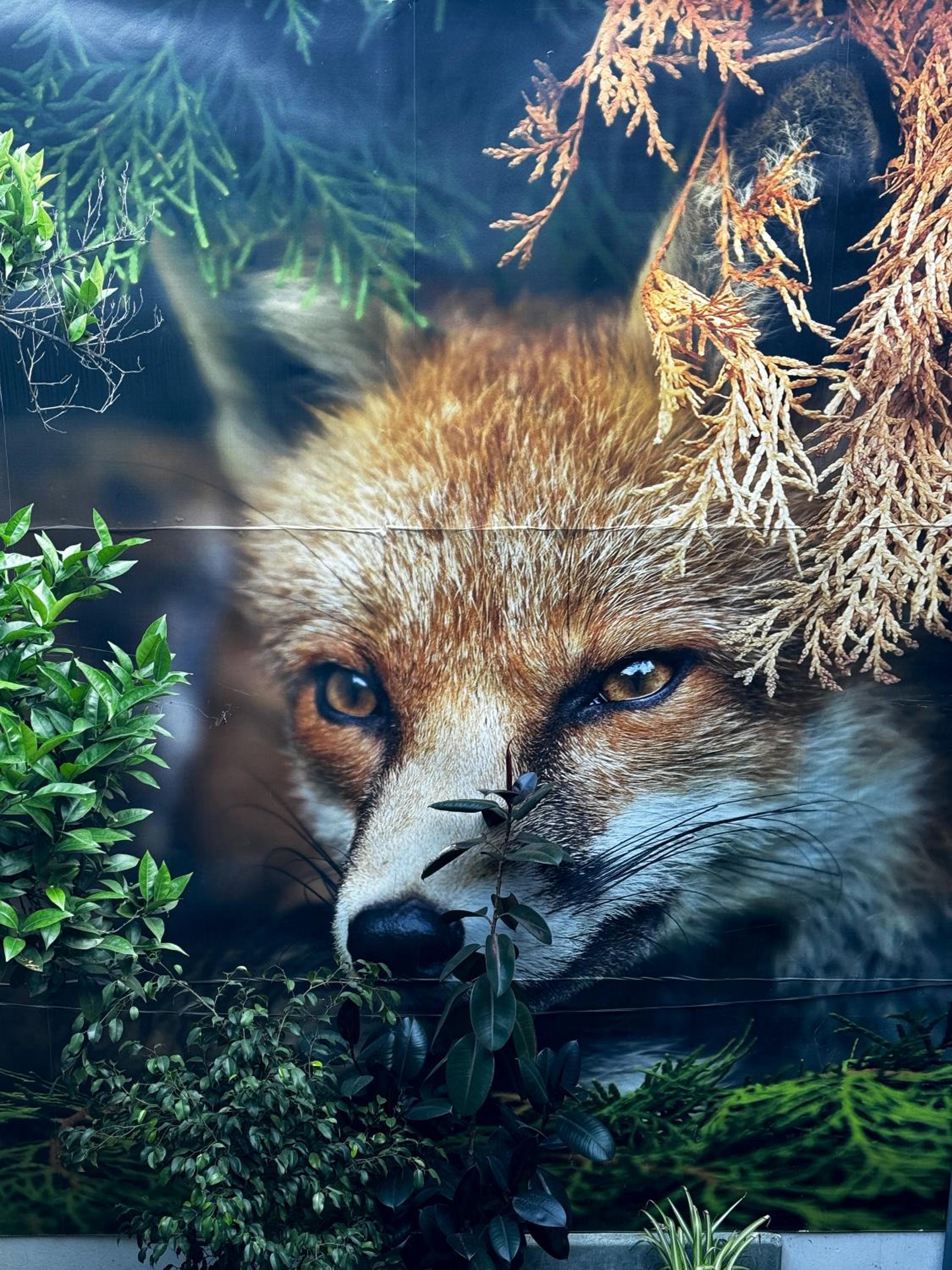 The Fox Hostel