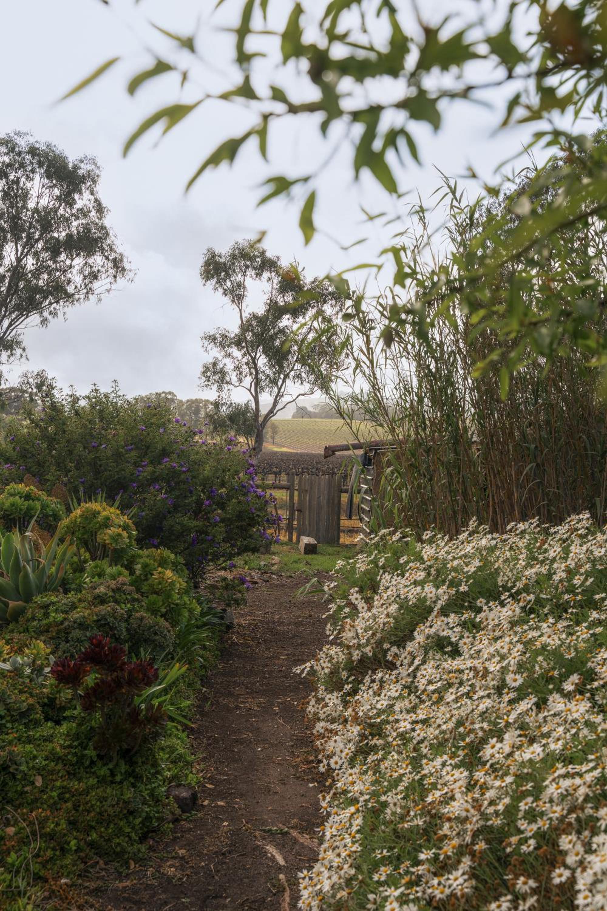 Azalea Cedar-Rose Barossa Valley Villa