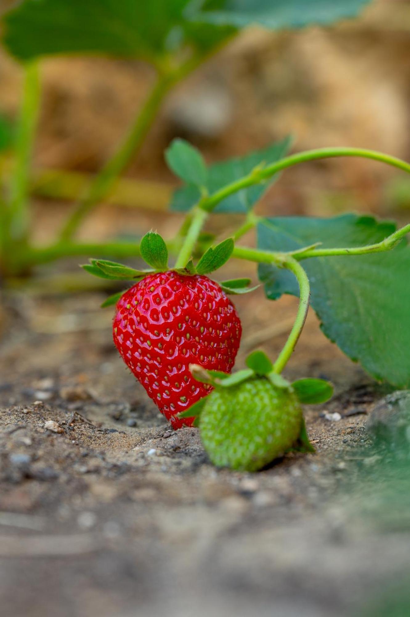 Photo 94