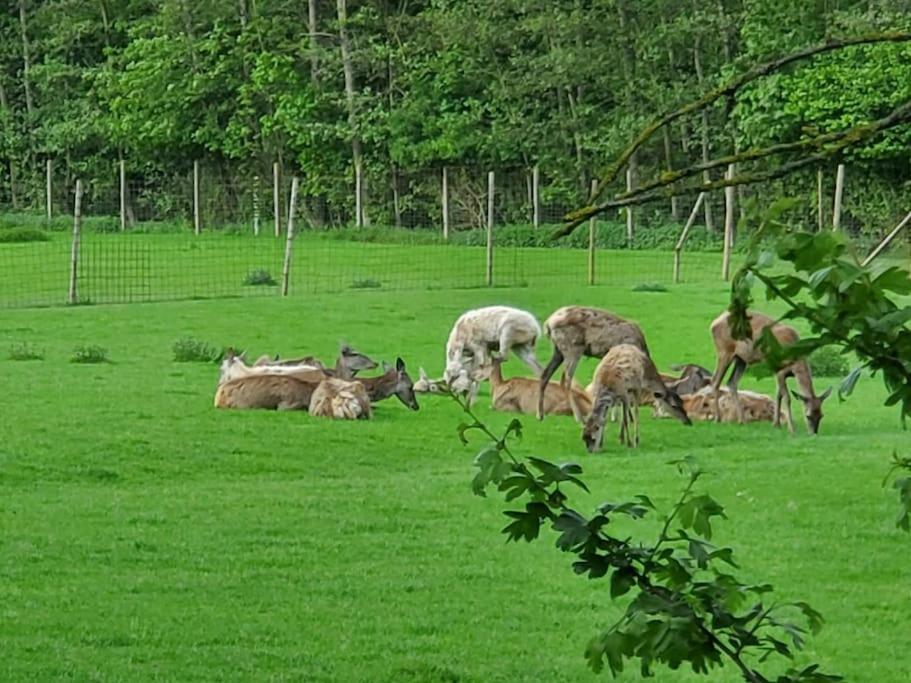 Ferienwohnung Rehberge