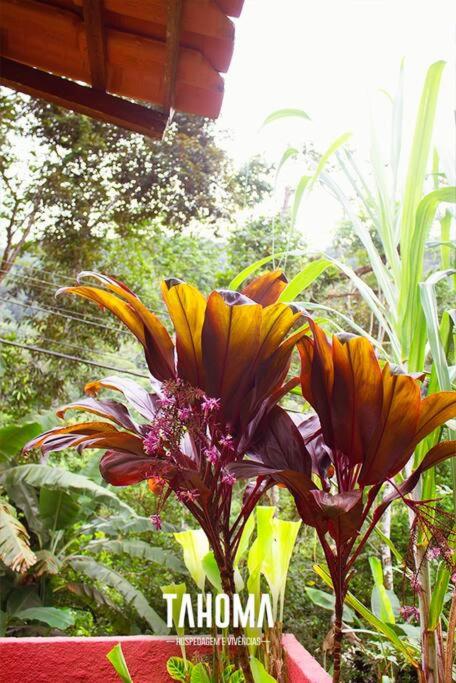 Tahoma Chale Rustico côr Café e vermelho Prumirim Paraiso