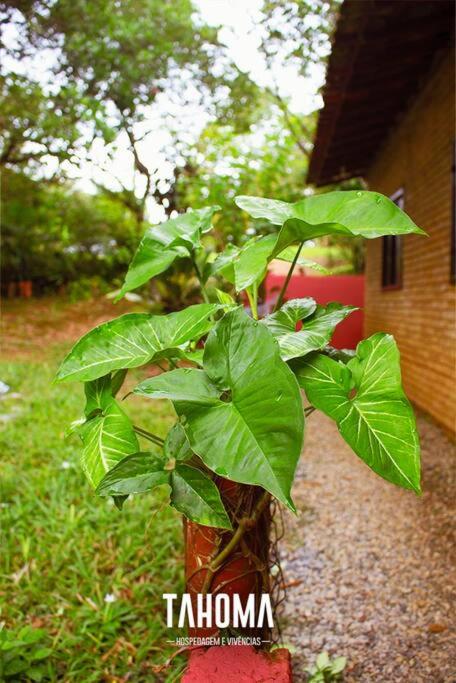 Tahoma Chale Rustico côr Café e vermelho Prumirim Paraiso