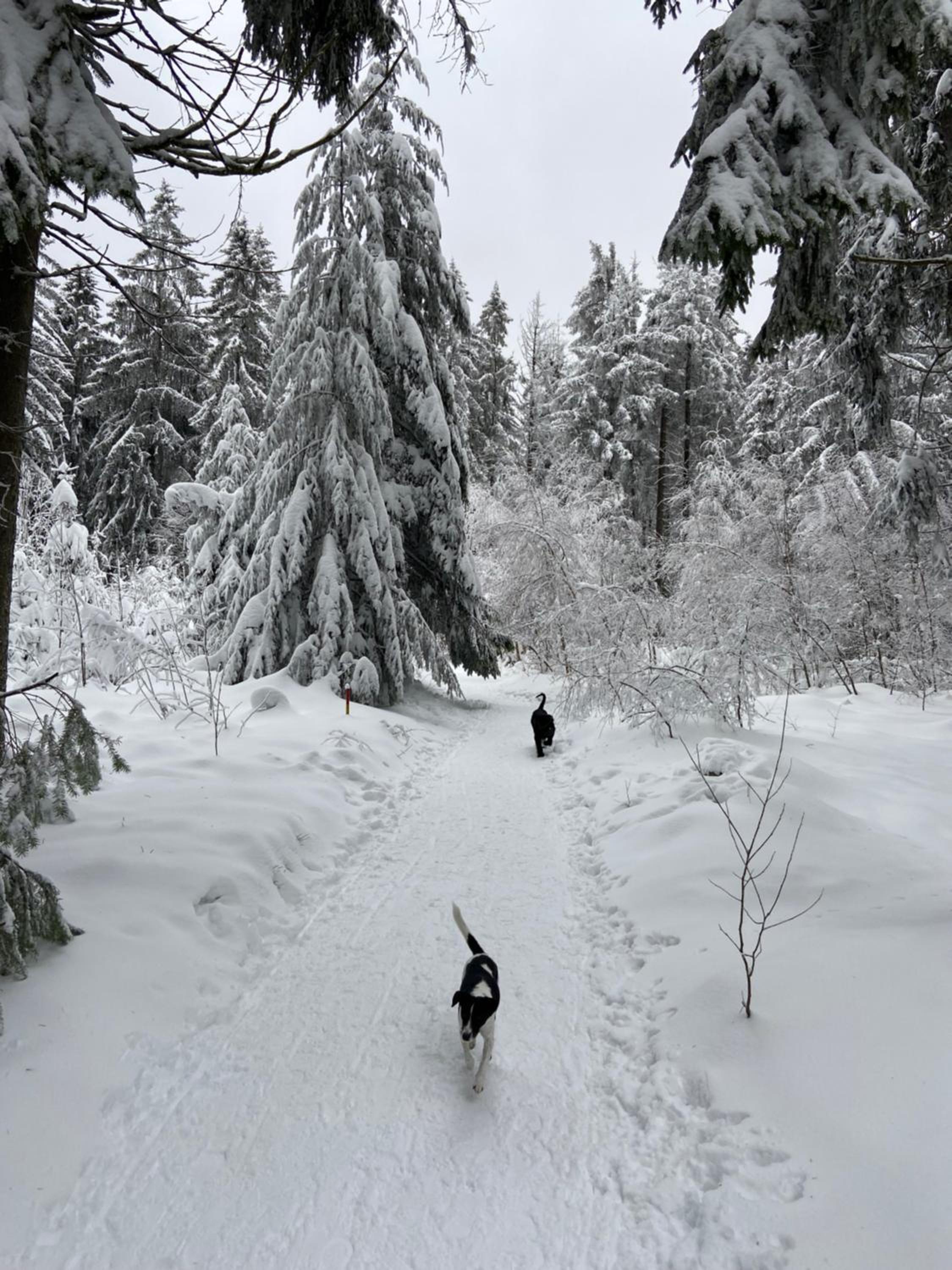FeWo Jule im Predigtstuhl Resort