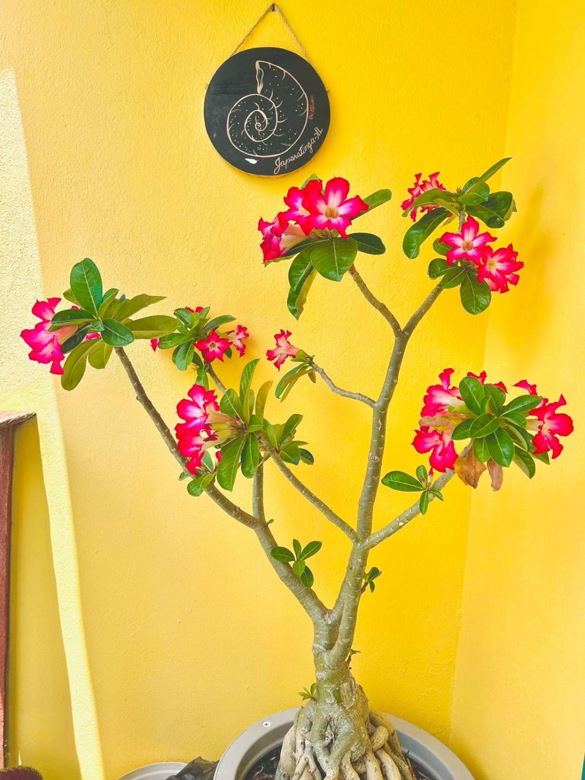Recanto Caicara