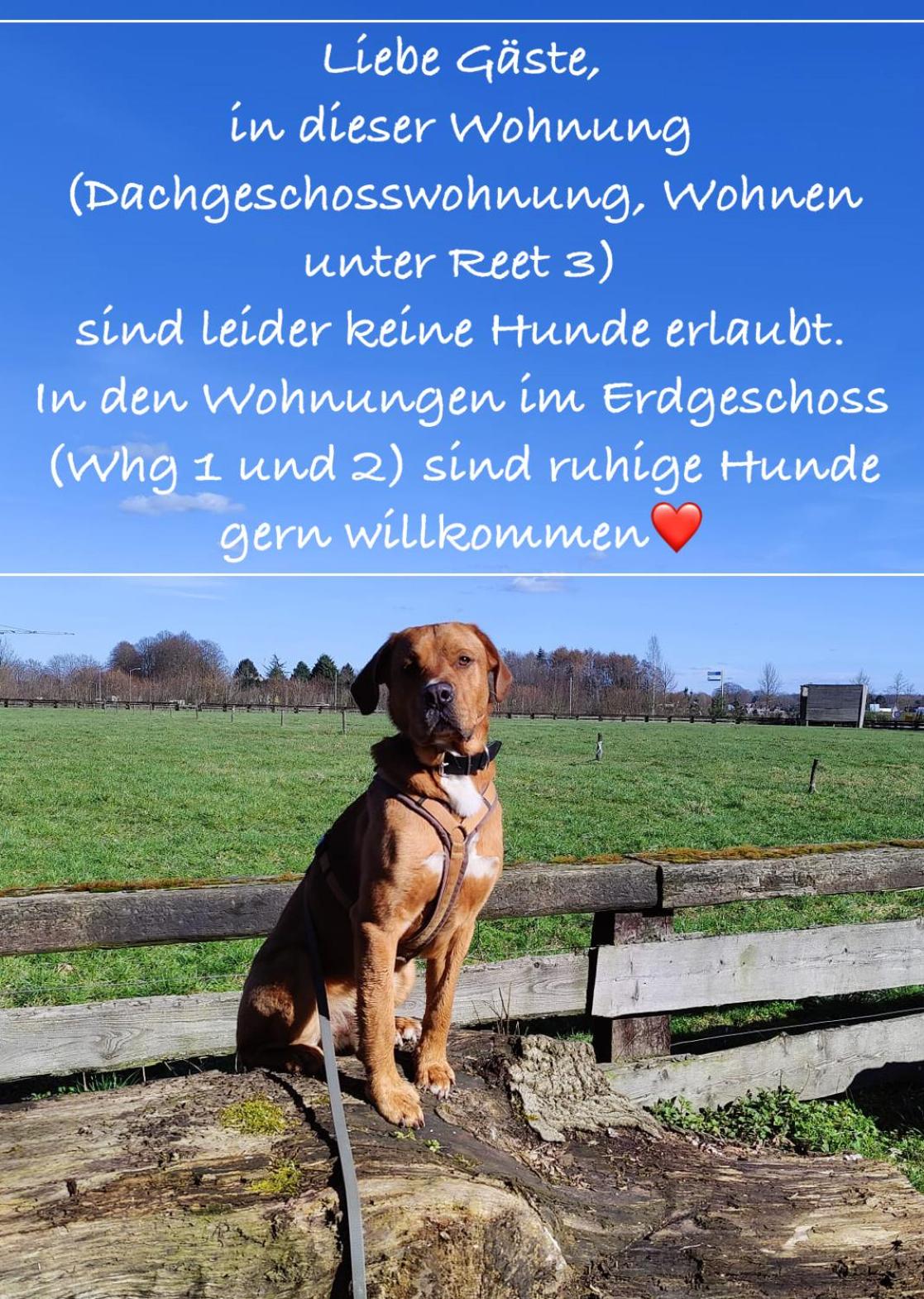 Wohnen Unter Reet view 4