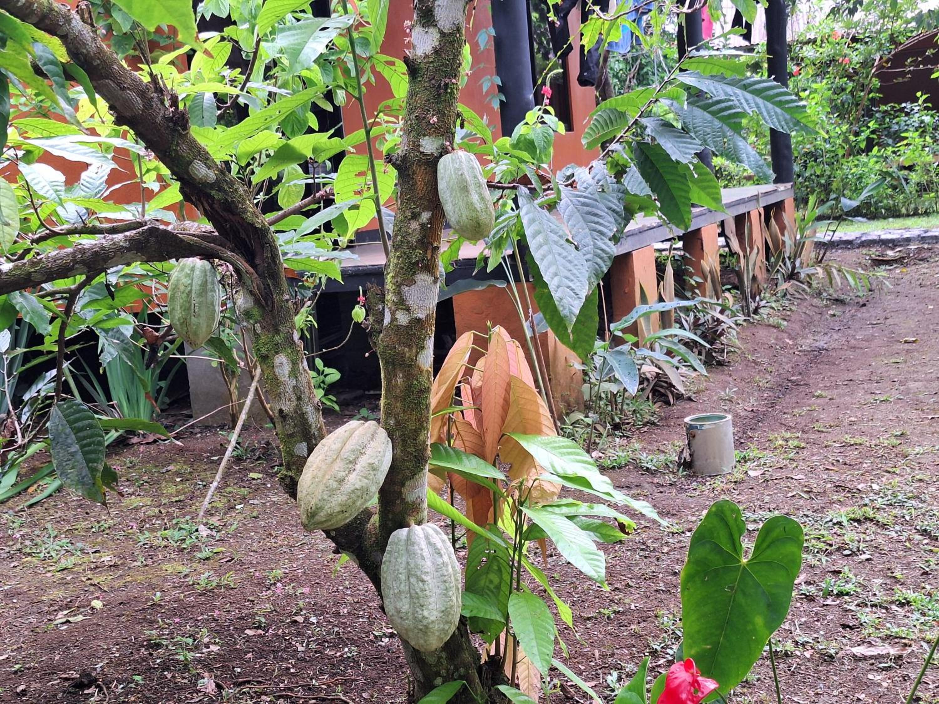 Cabinas Corcovado Green Parrot, Los Planes Drake