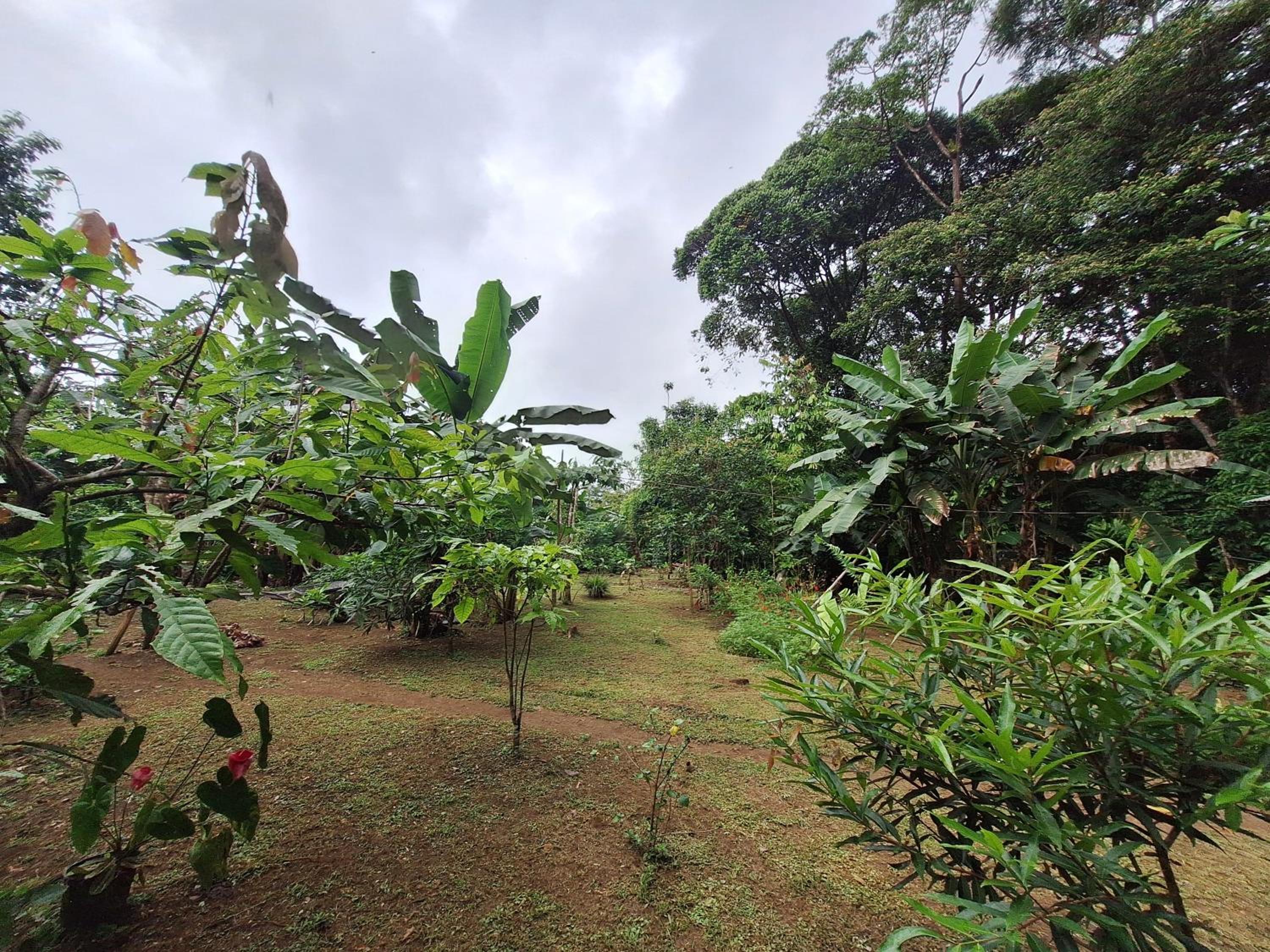 Cabinas Corcovado Green Parrot, Los Planes Drake