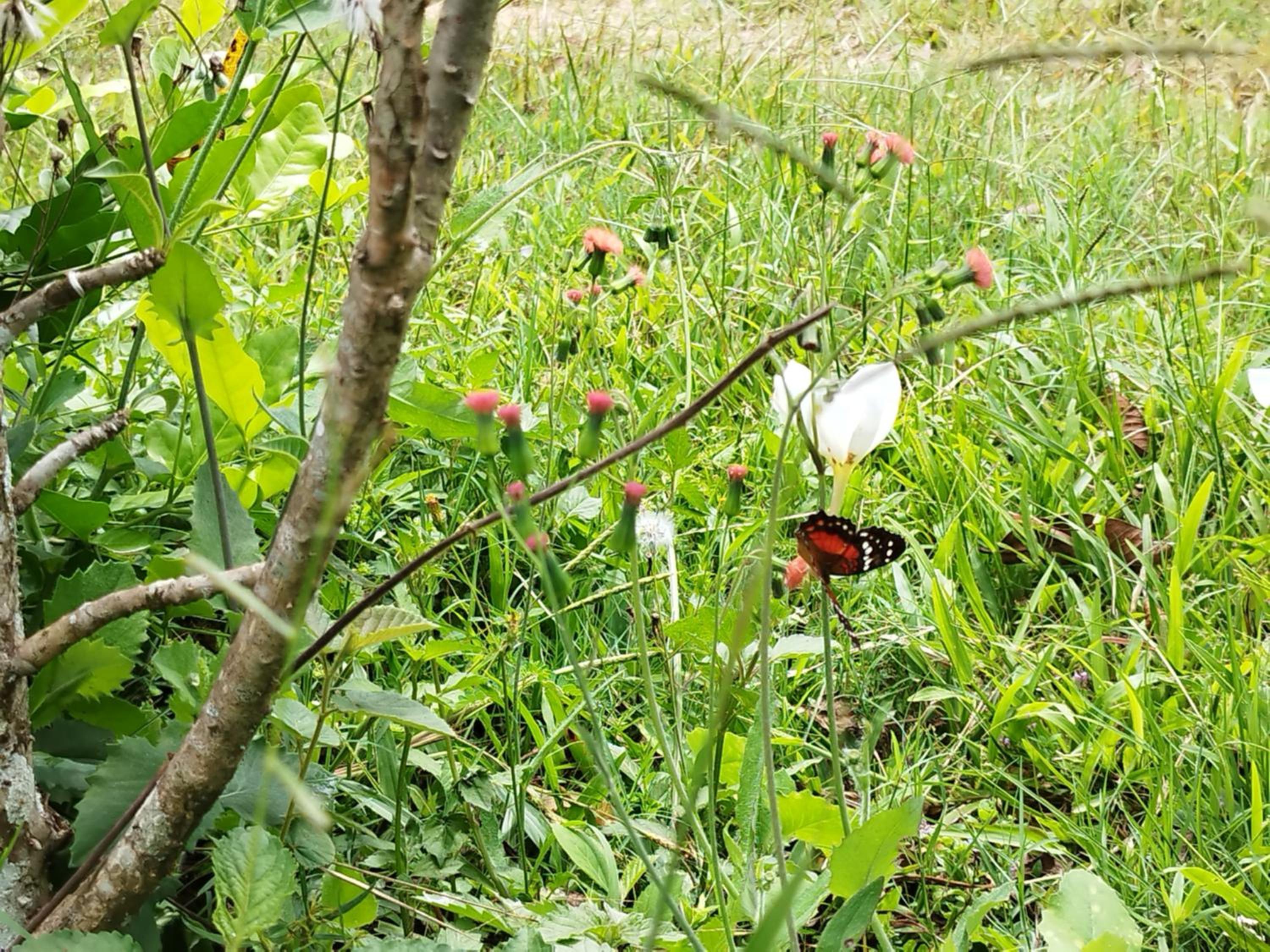 Birding Colombia Lodge cerca a Ibagué