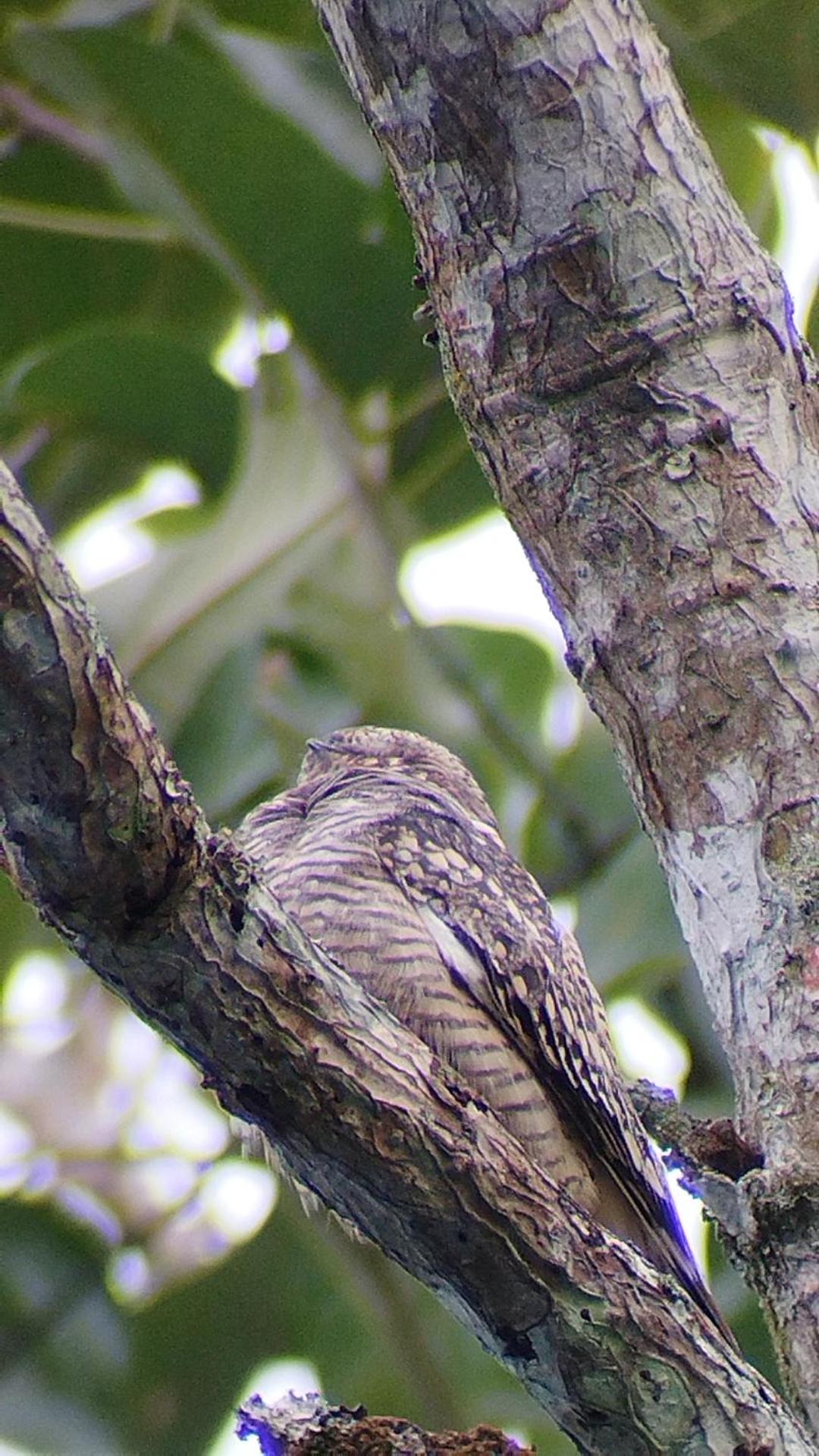 Birding Colombia Lodge cerca a Ibagué