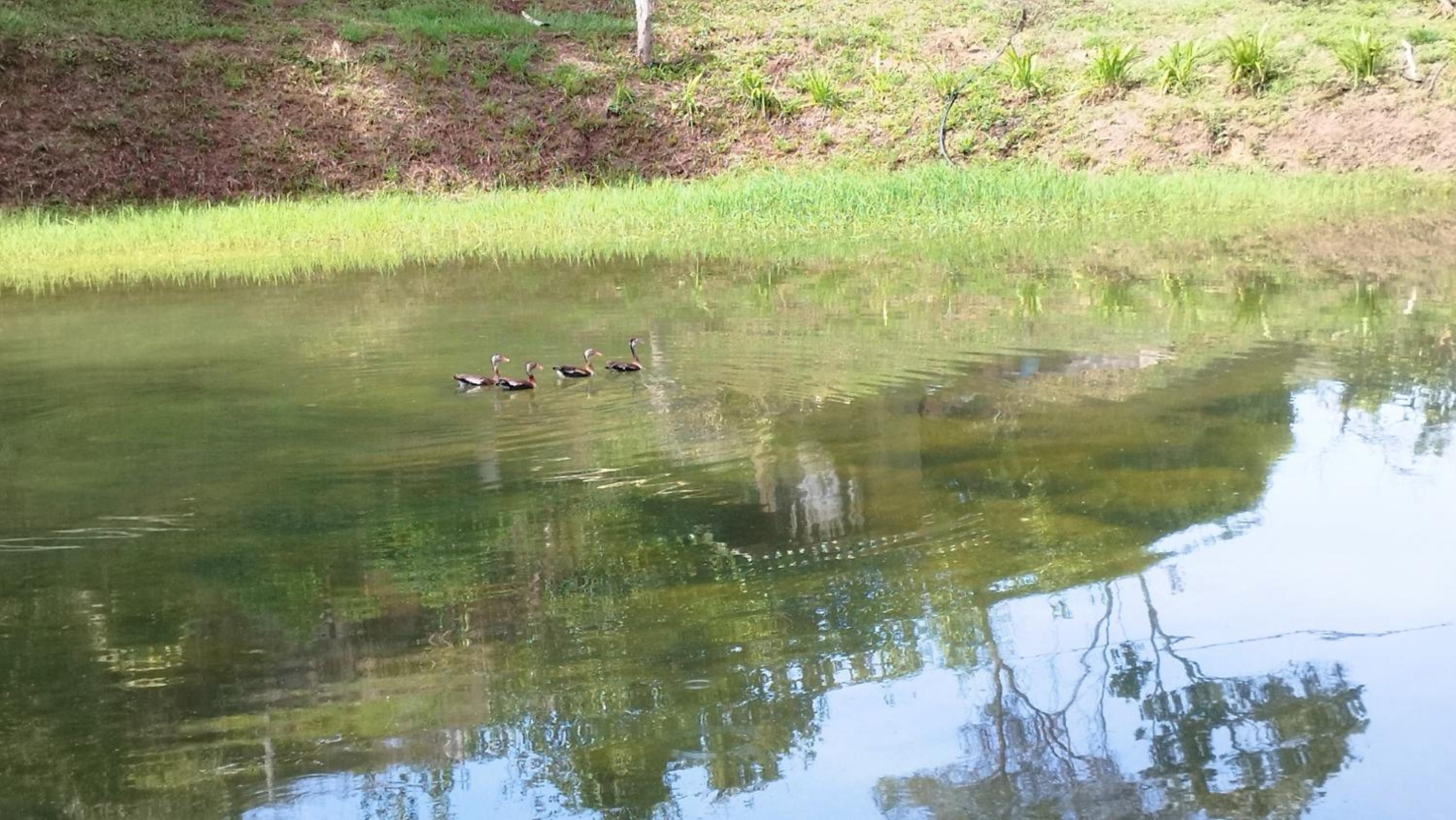 Birding Colombia Lodge cerca a Ibagué