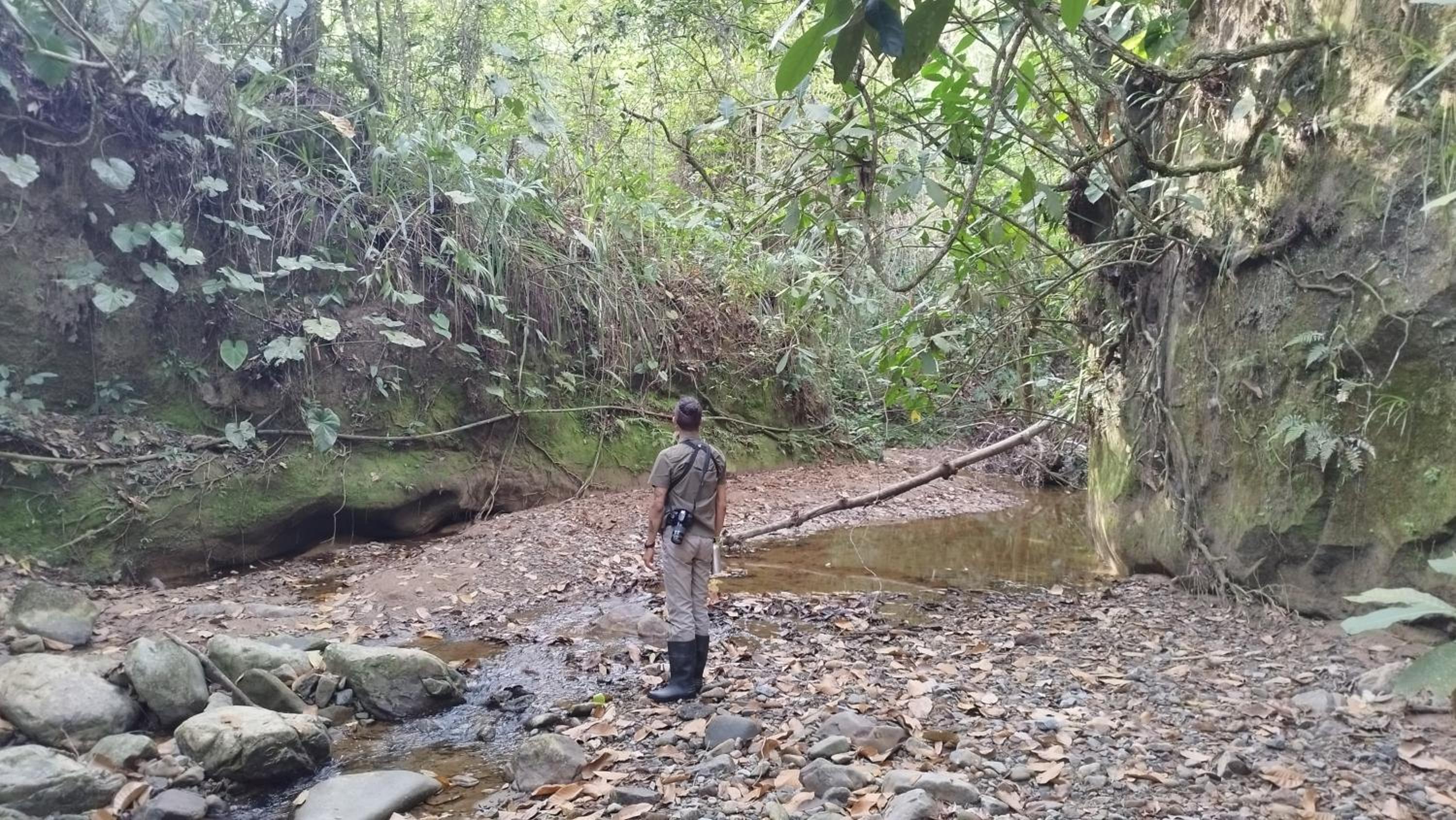 Birding Colombia Lodge cerca a Ibagué
