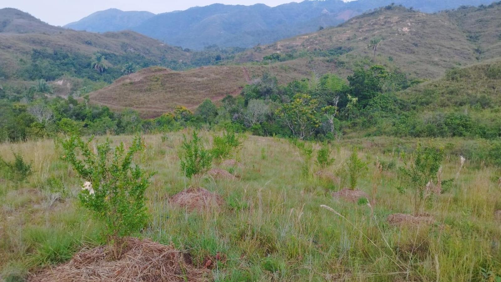 Birding Colombia Lodge cerca a Ibagué