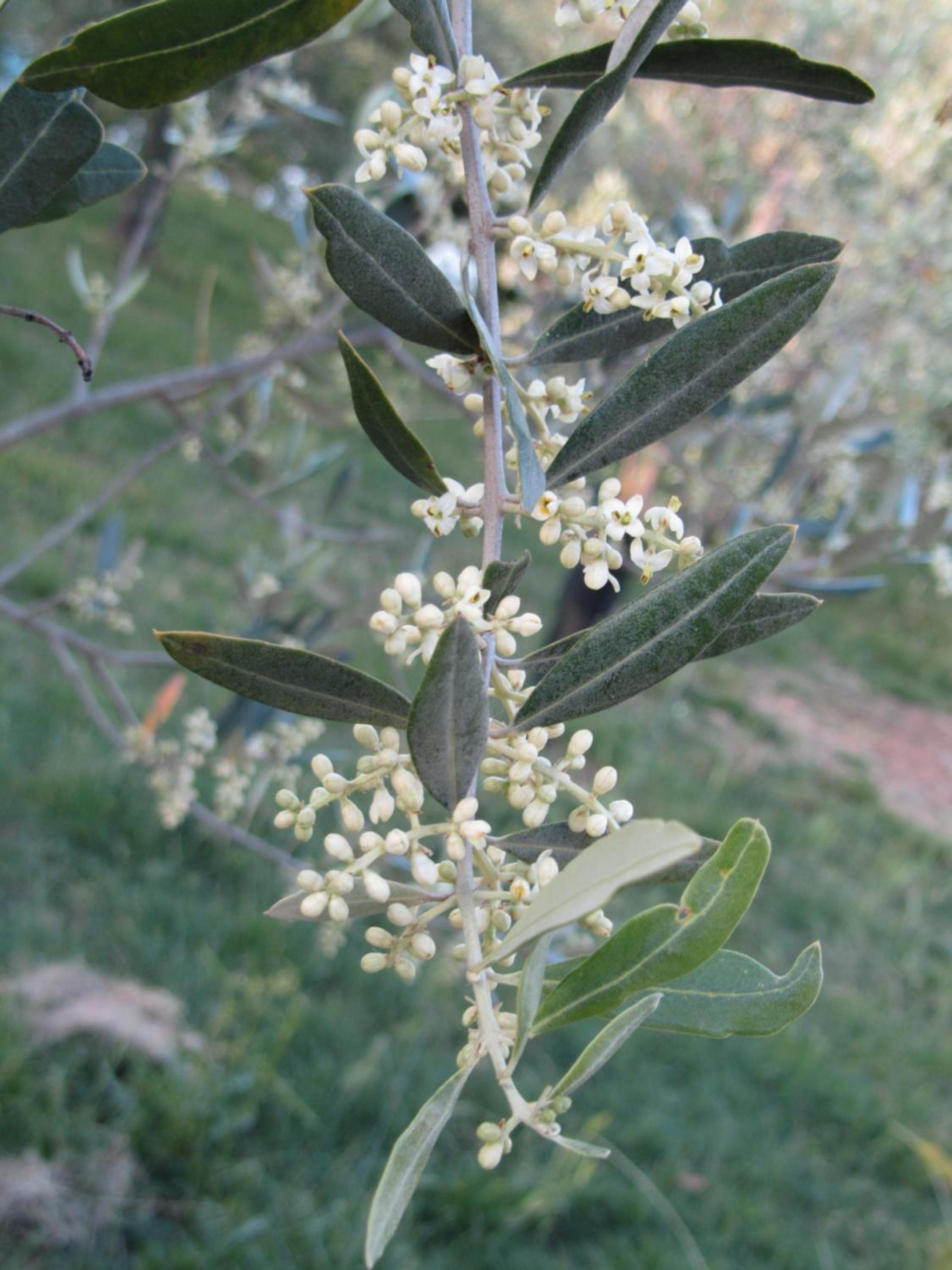 Agriturismo Borghetto Il Montino