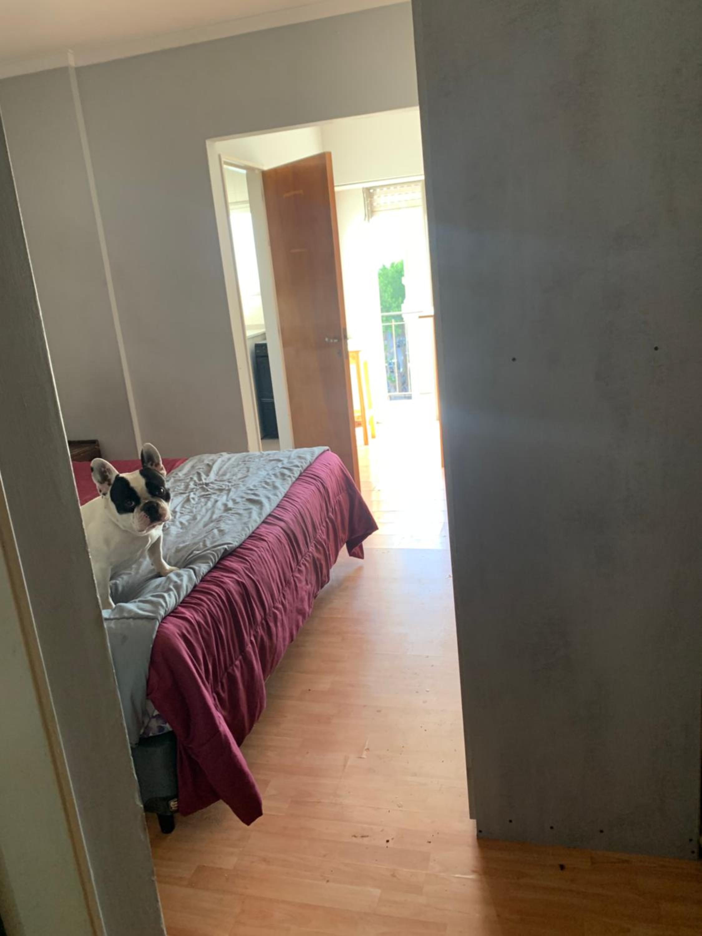 Deptos con mascotas