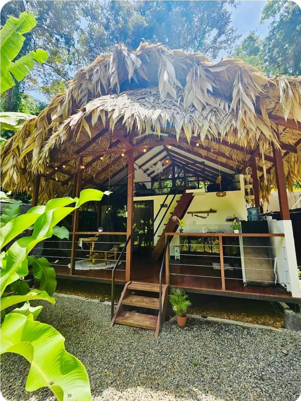 Evolution House Jungle Oasis