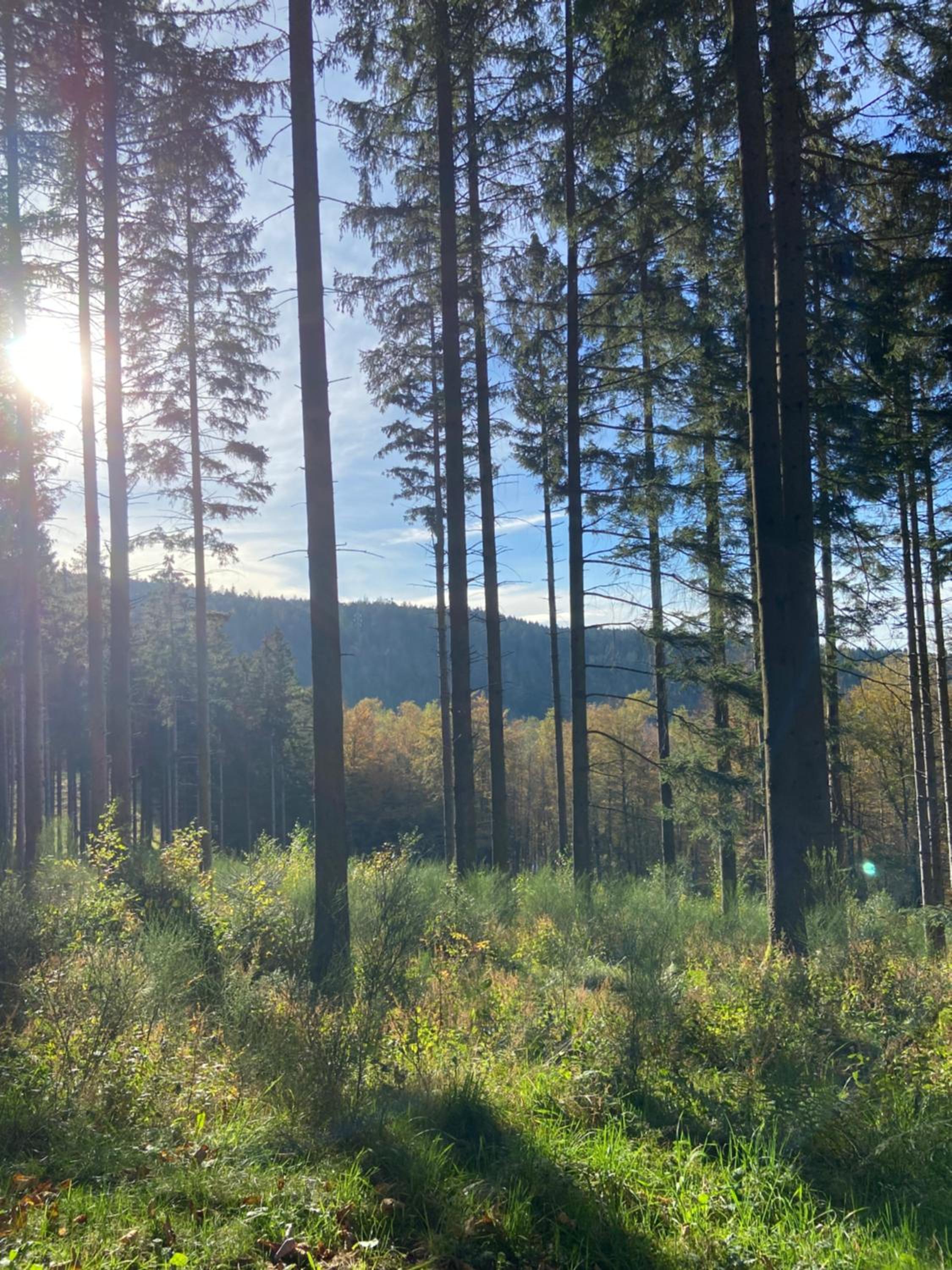Chalet bois au calme, en lisière de forêt, balcons, sentiers balades Gérardmer & Alsace 