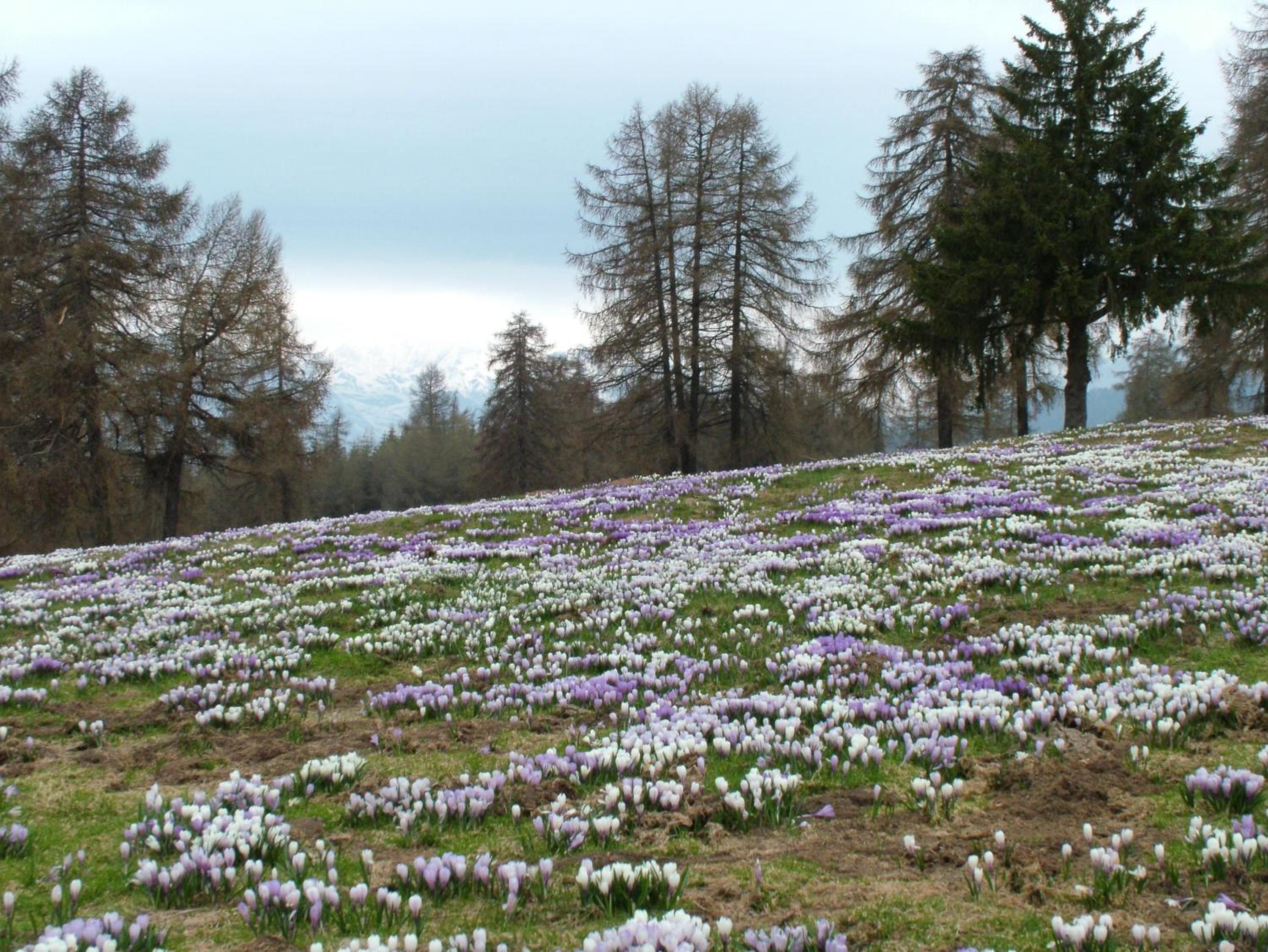 Kastnerhof