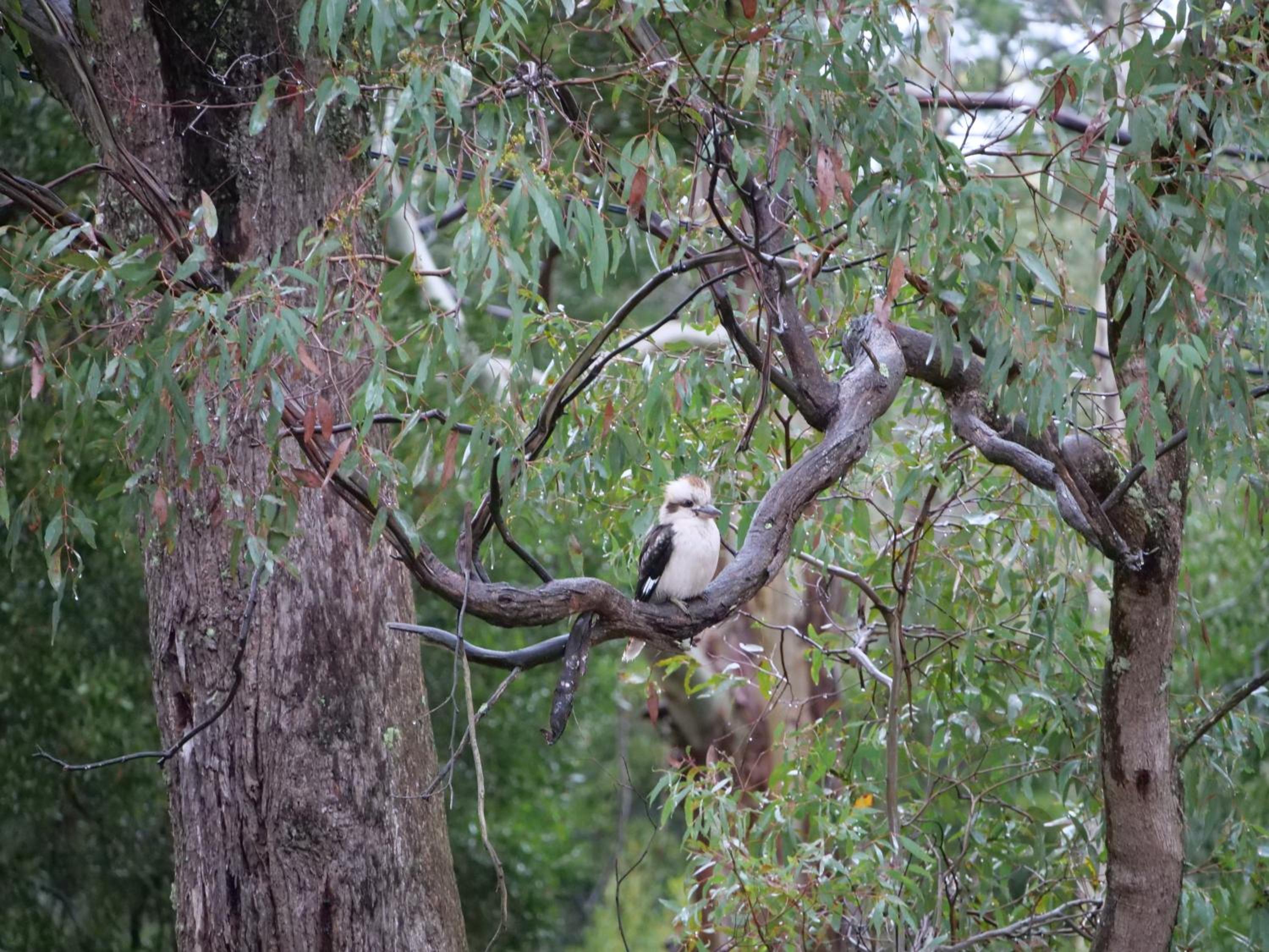 Kookaburra Retreat