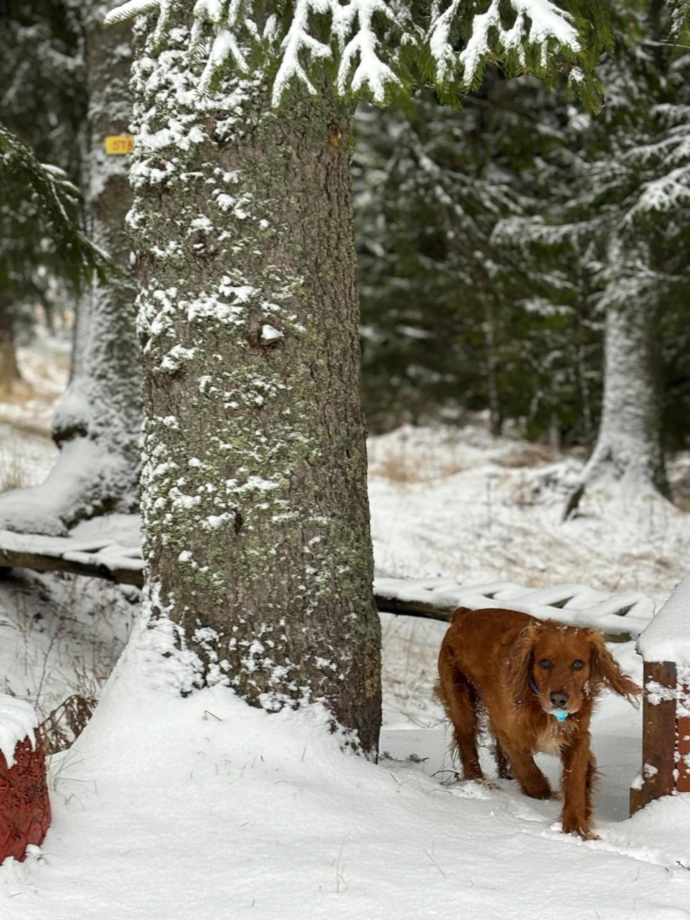Forest Edge Cottage Pamporovo