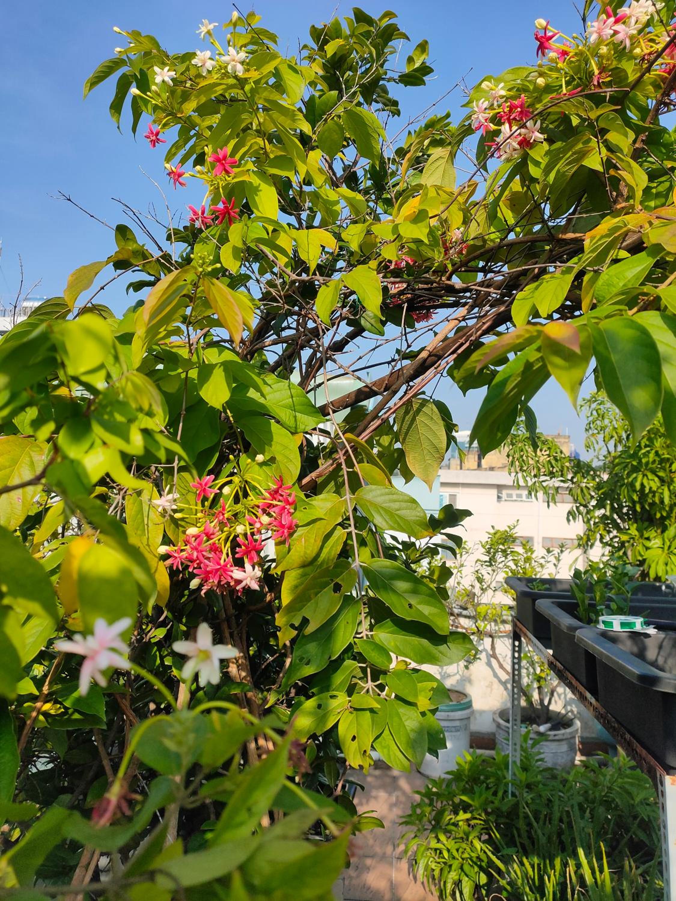 Huong's Homestay