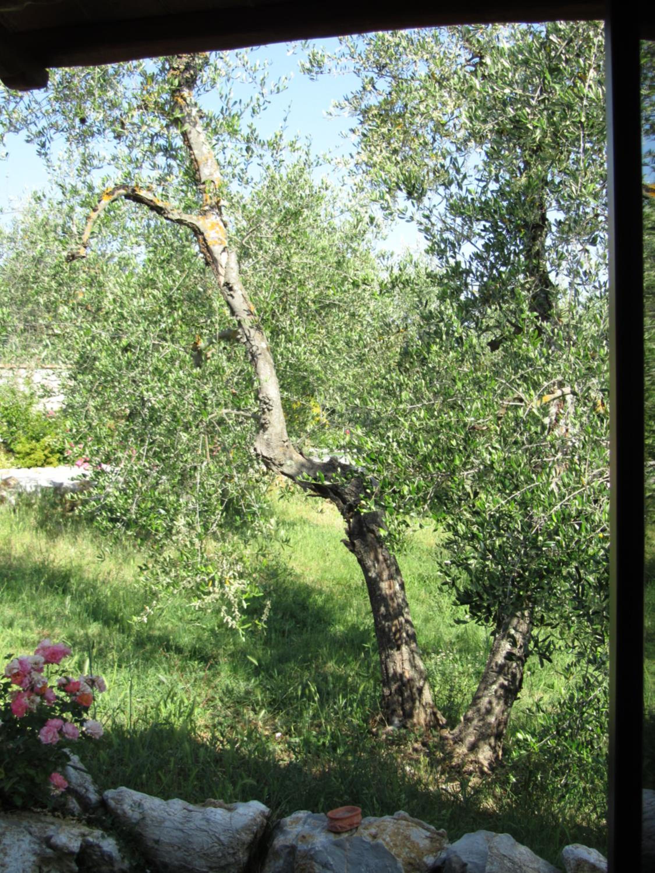 Agriturismo Borghetto Il Montino
