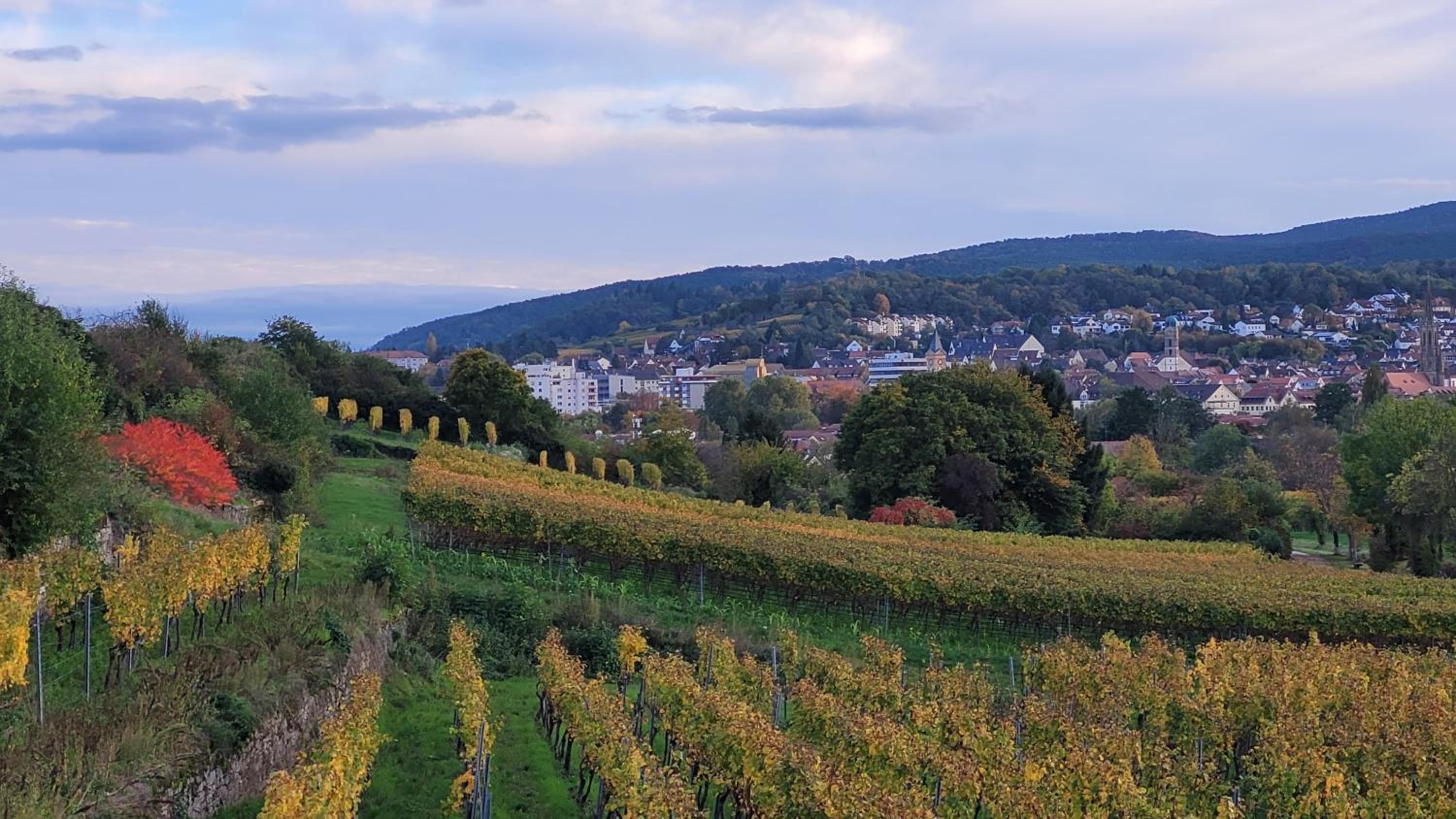 Ihr Bett mit Blick auf die Weinberge