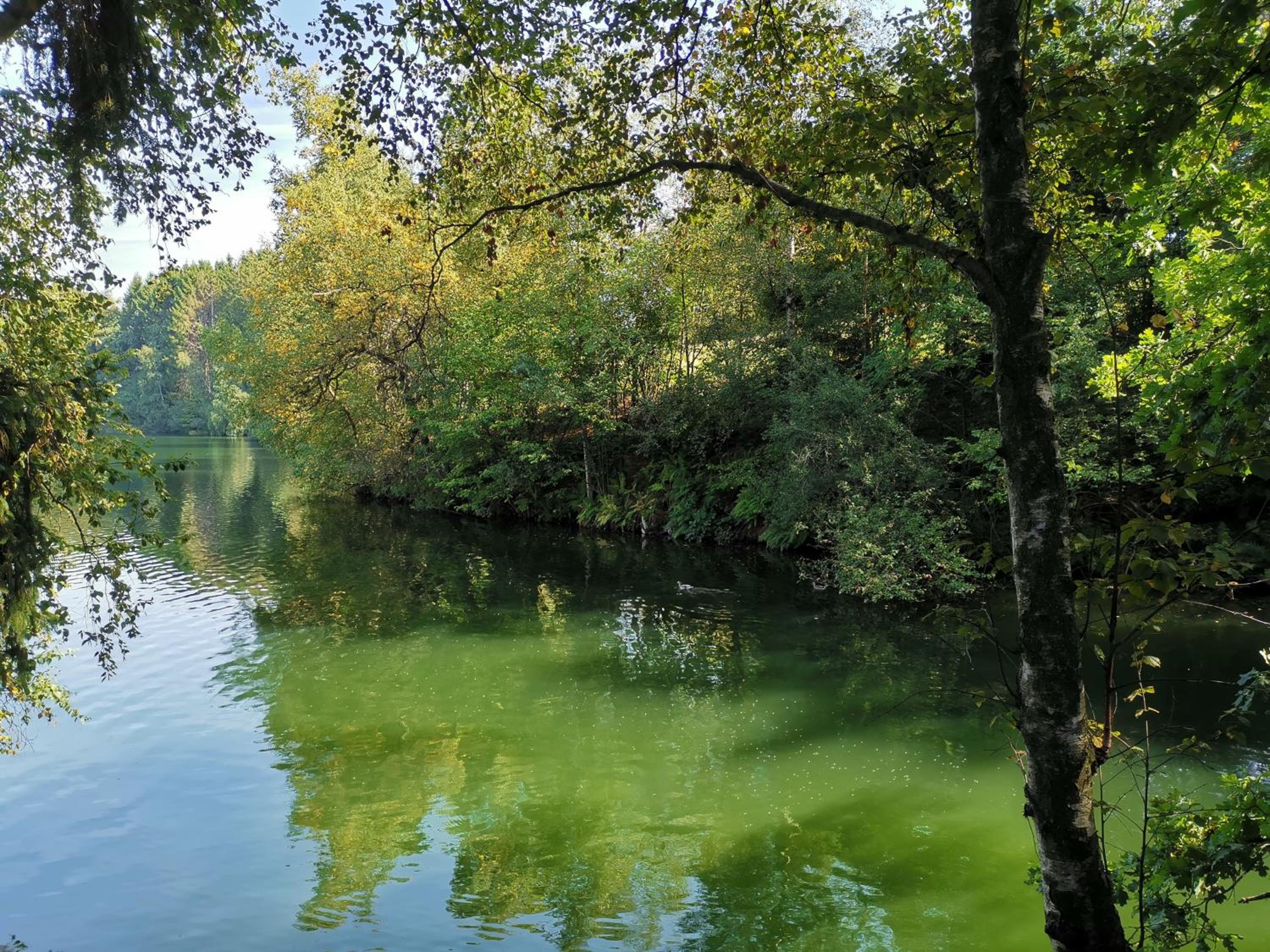 Le Son du Silence, gite 8 personnes avec sauna au bord du lac de Robertville et au pied des Hautes Fagnes
