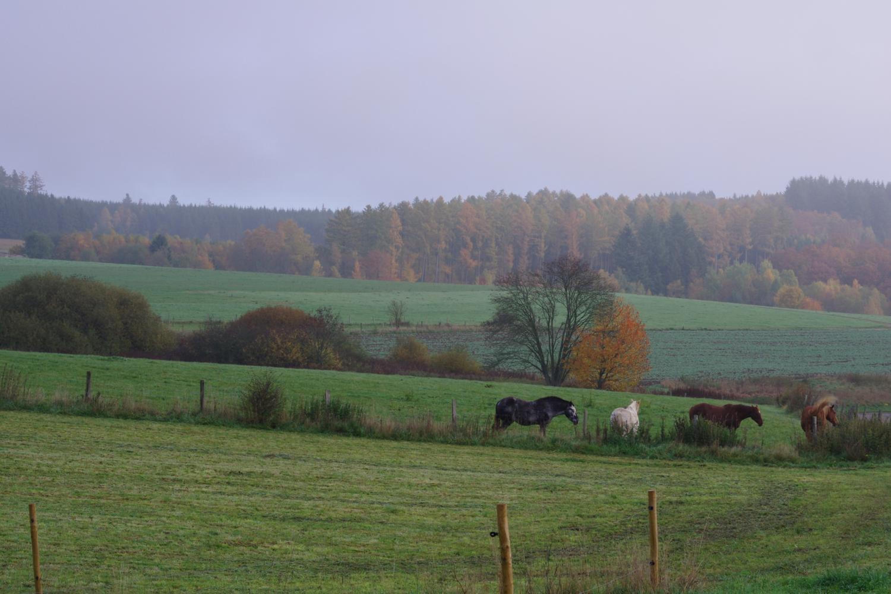 ArdenNest Gedinne