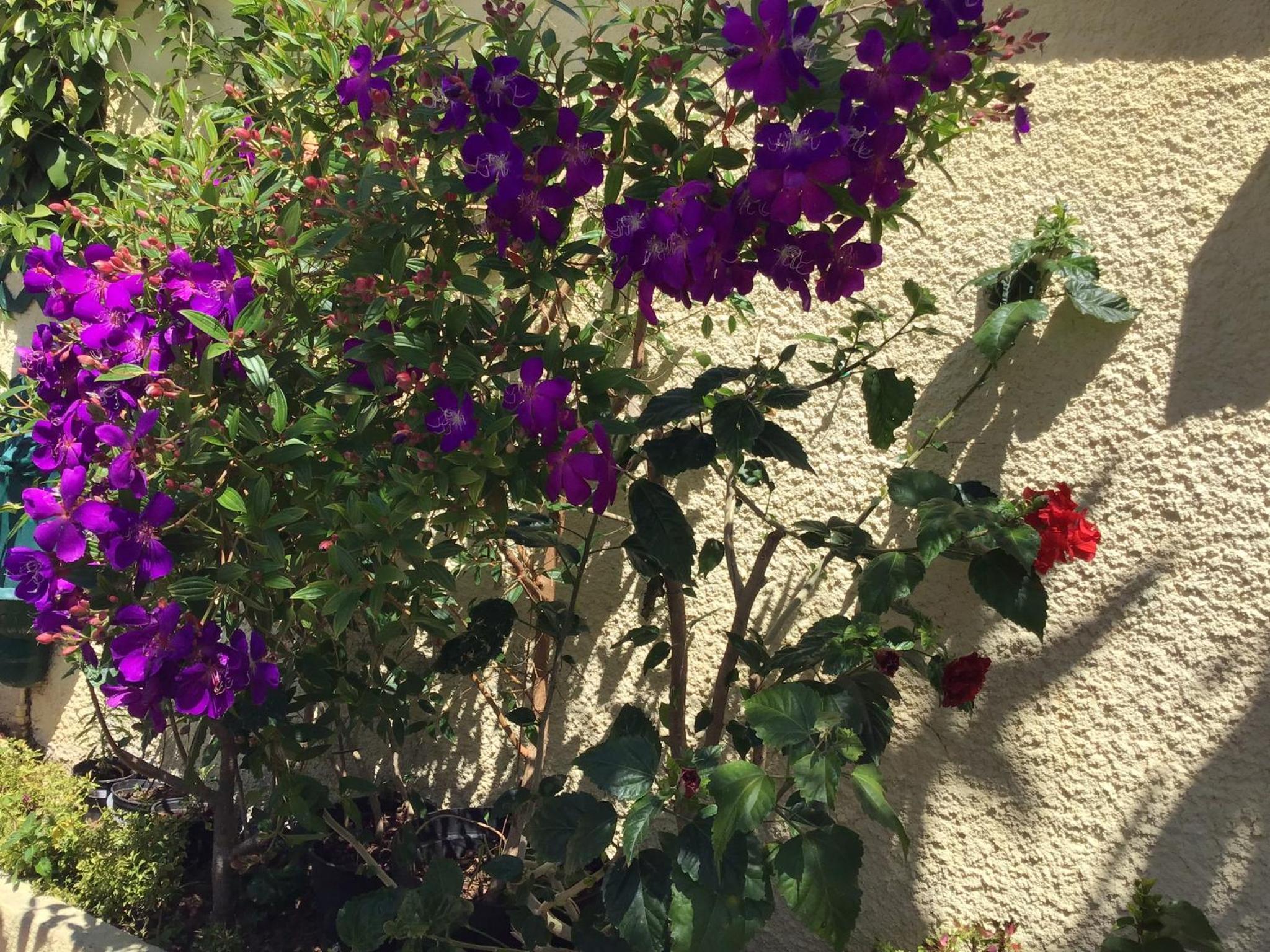 Photo 38