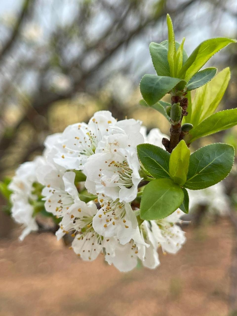 Chalé Chiaradia