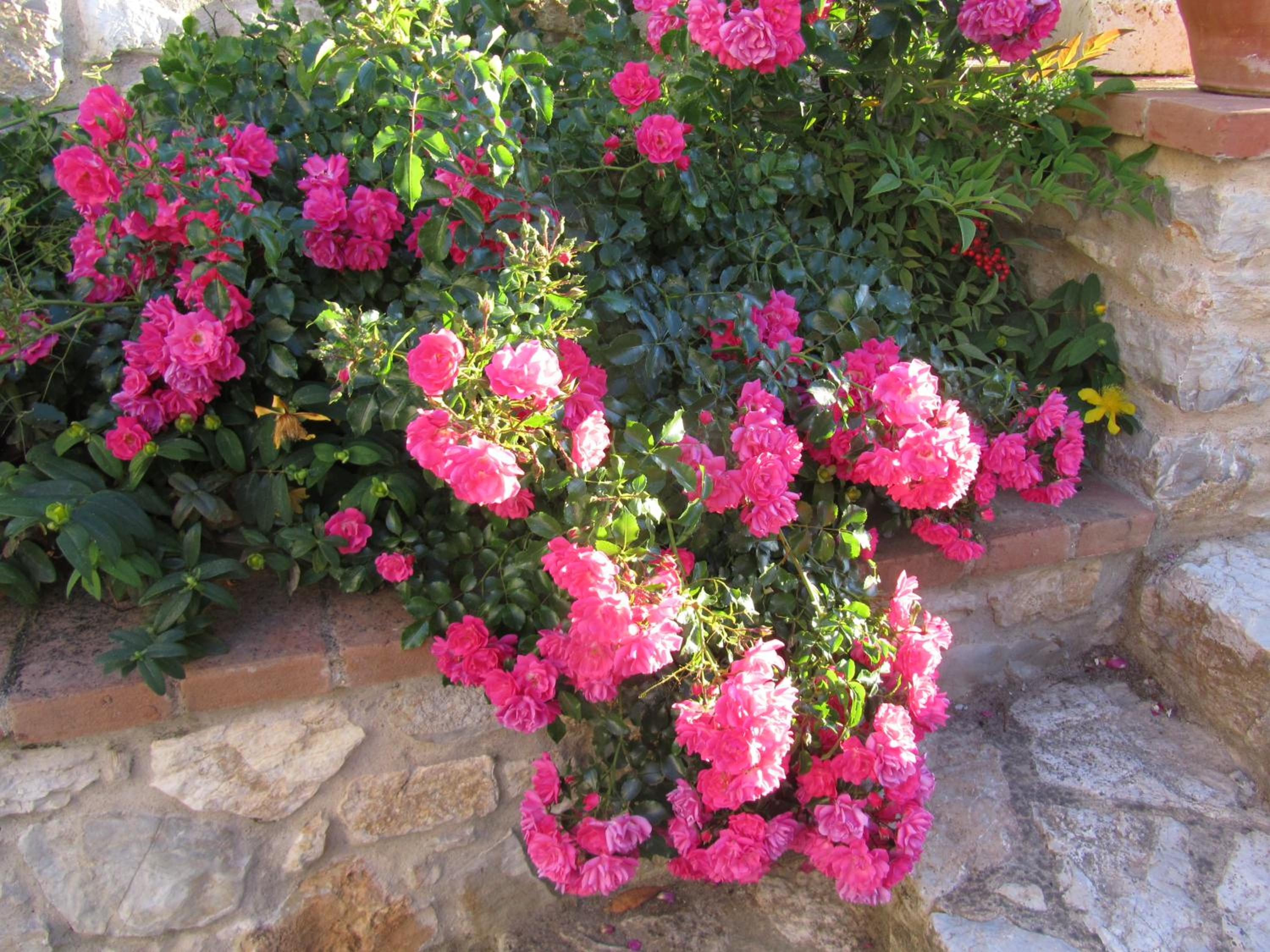 Agriturismo Borghetto Il Montino