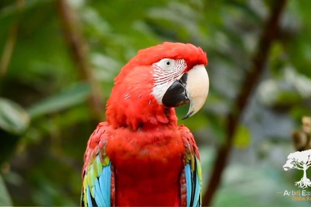 Cabaña el Congo