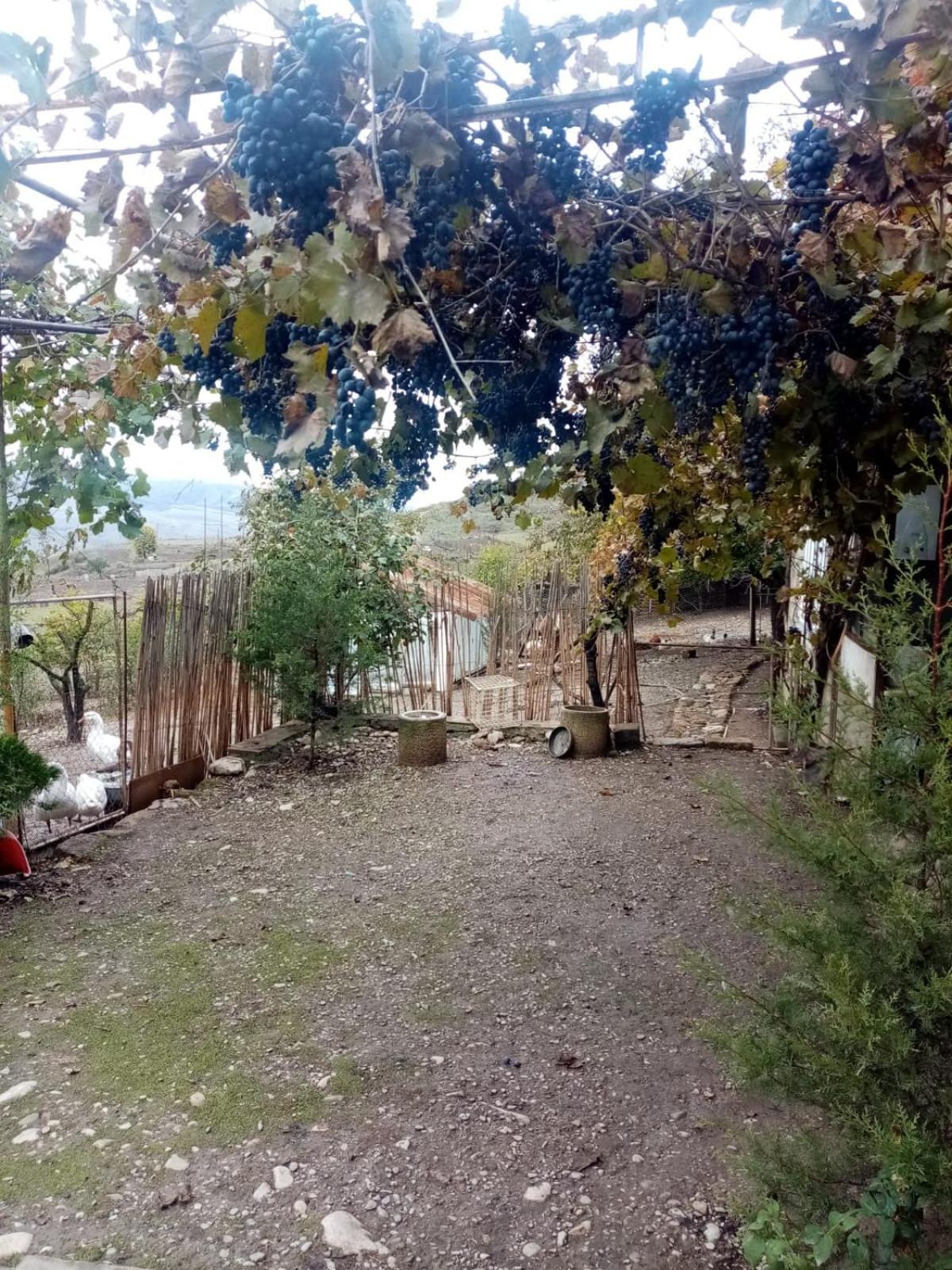 Lətif Bağ Evi