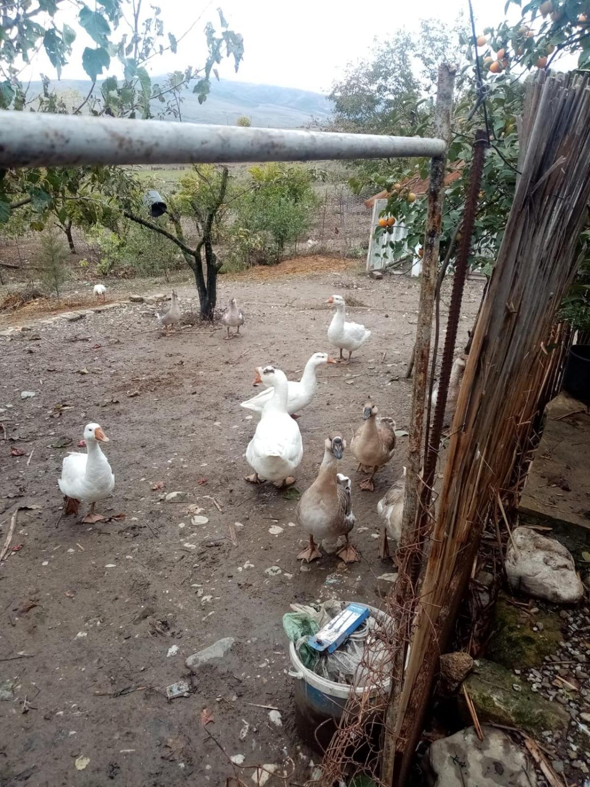 Lətif Bağ Evi