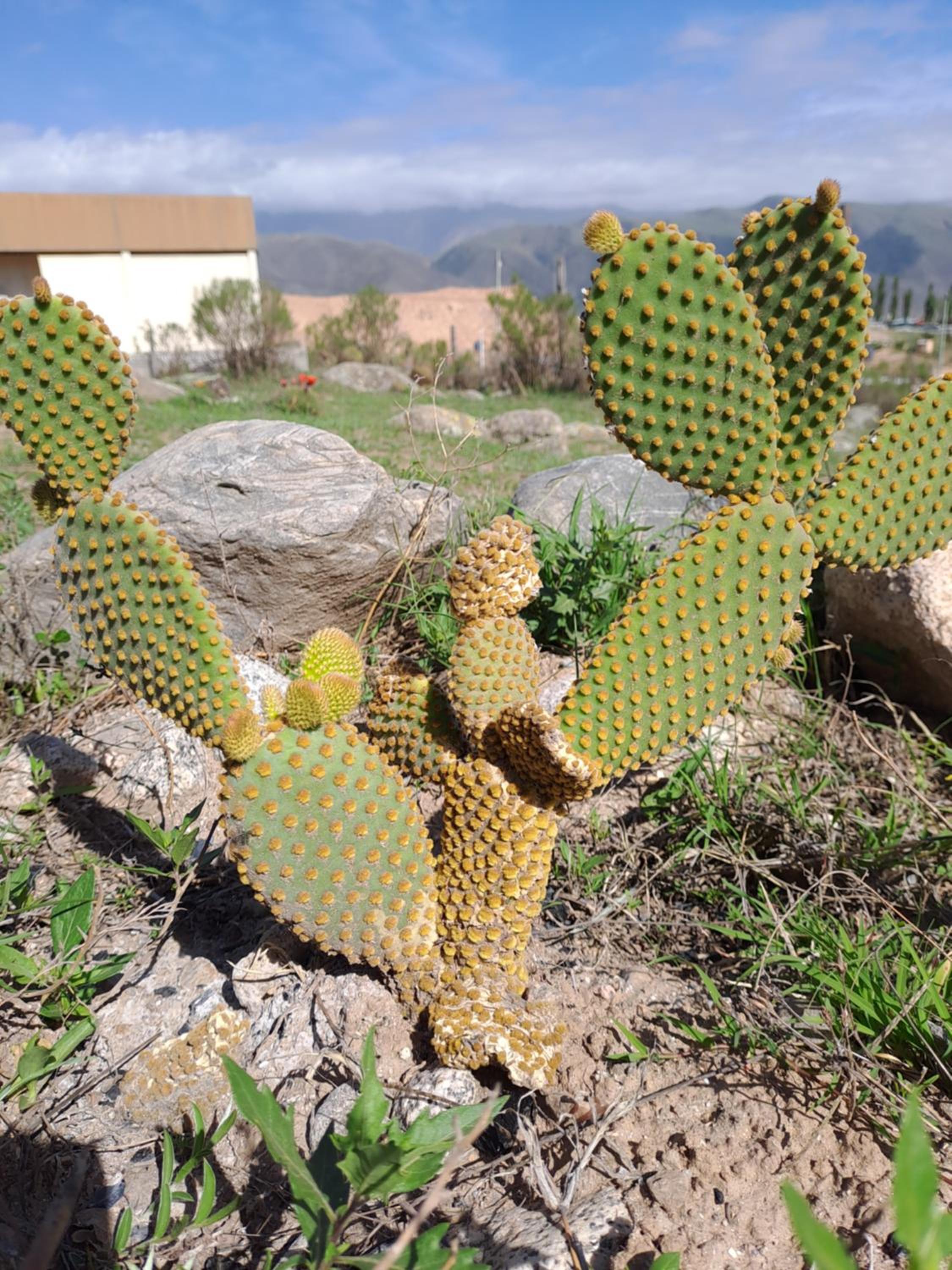 Cabaña Ñuñorco