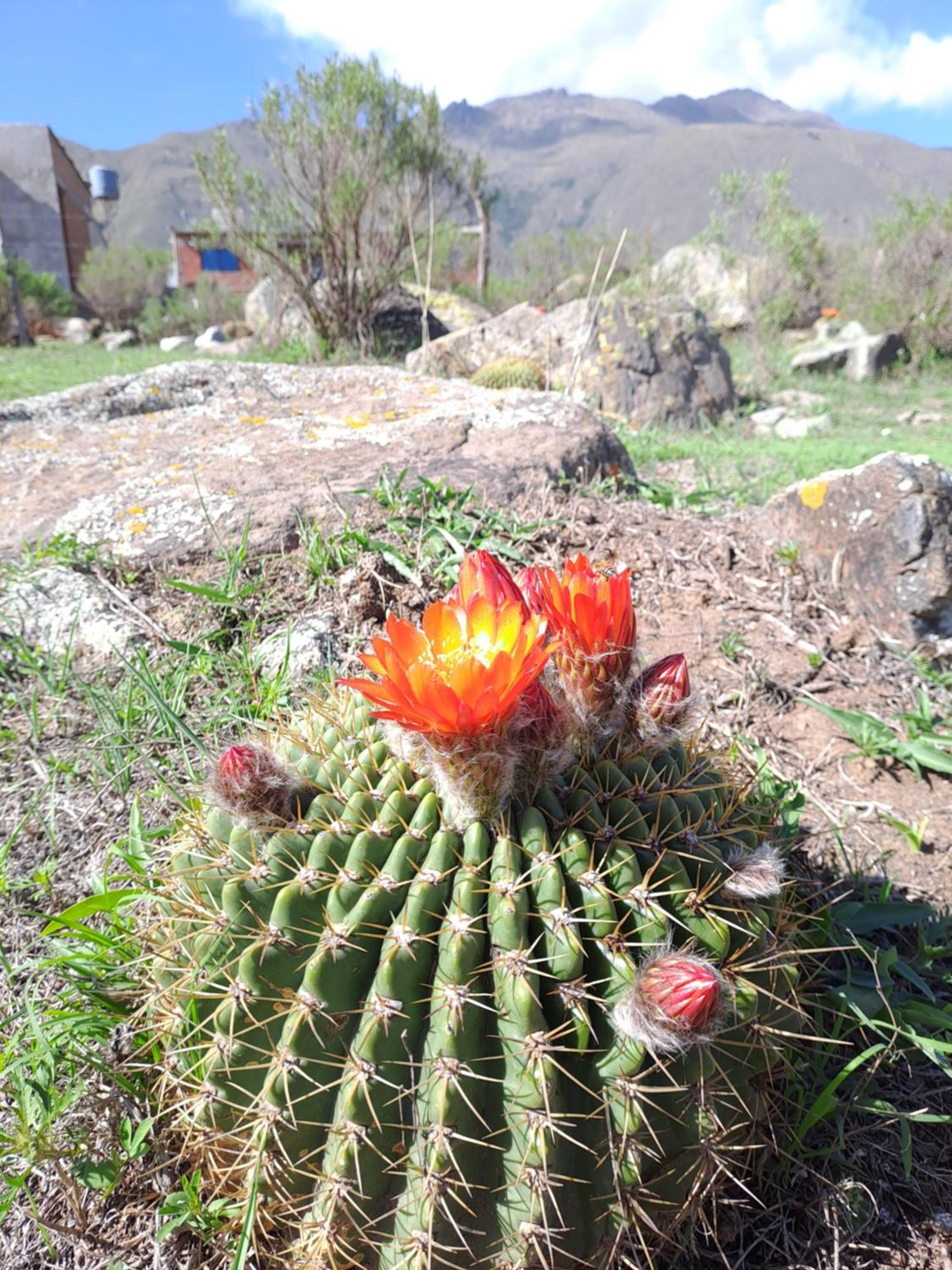 Cabaña Ñuñorco