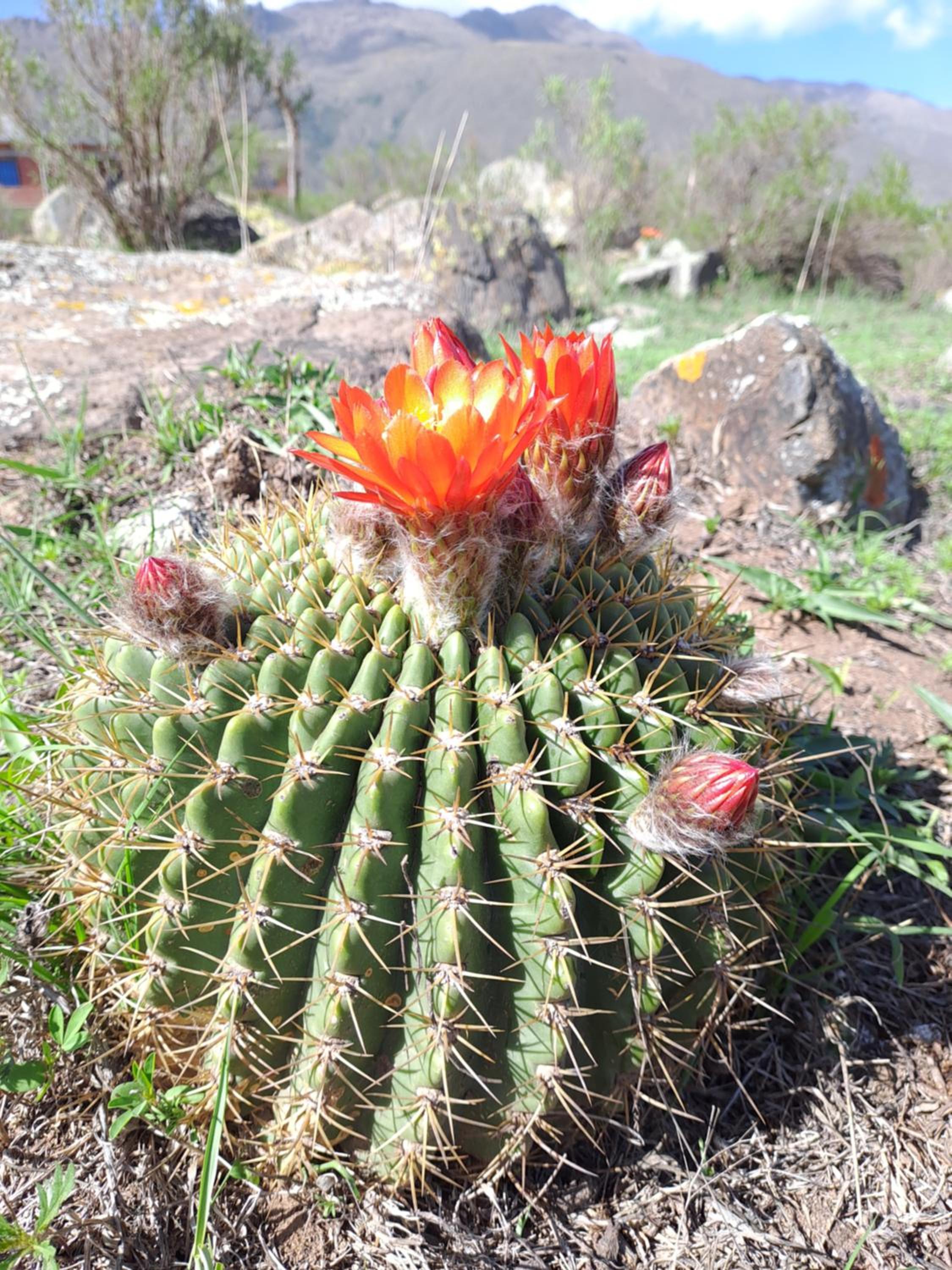 Cabaña Ñuñorco