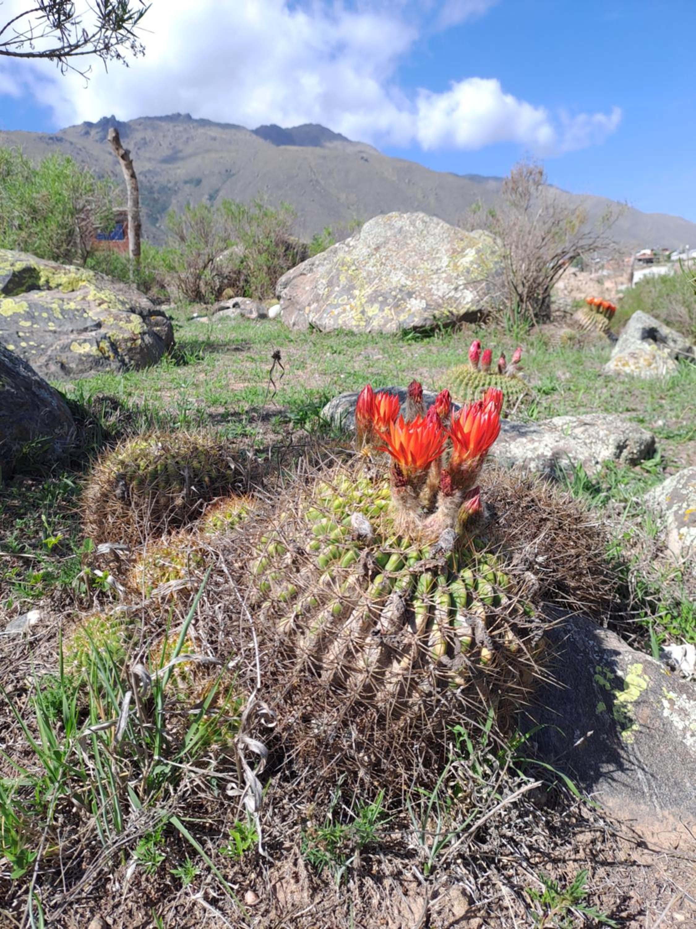Cabaña Ñuñorco