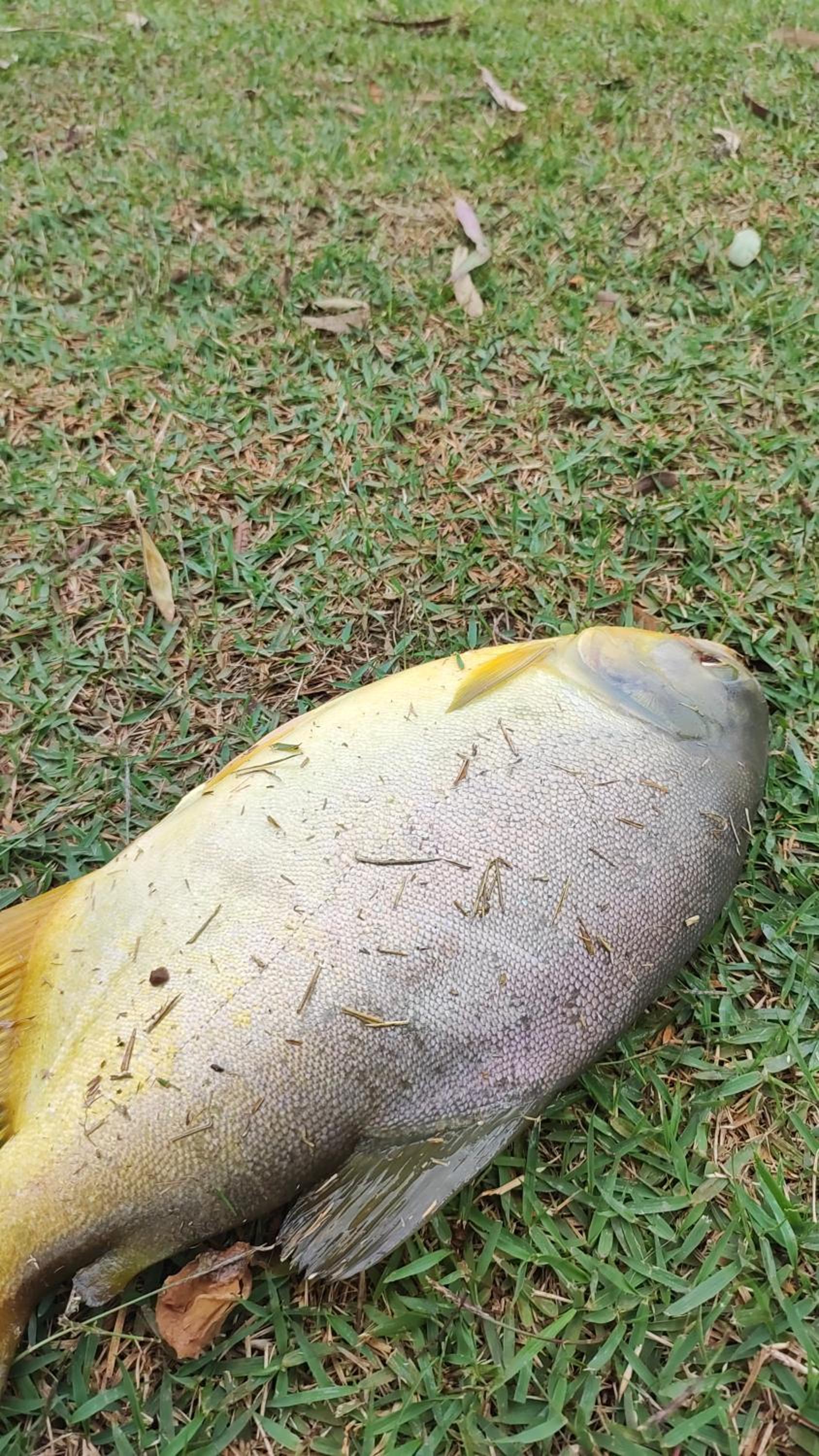 Fazenda Brotas