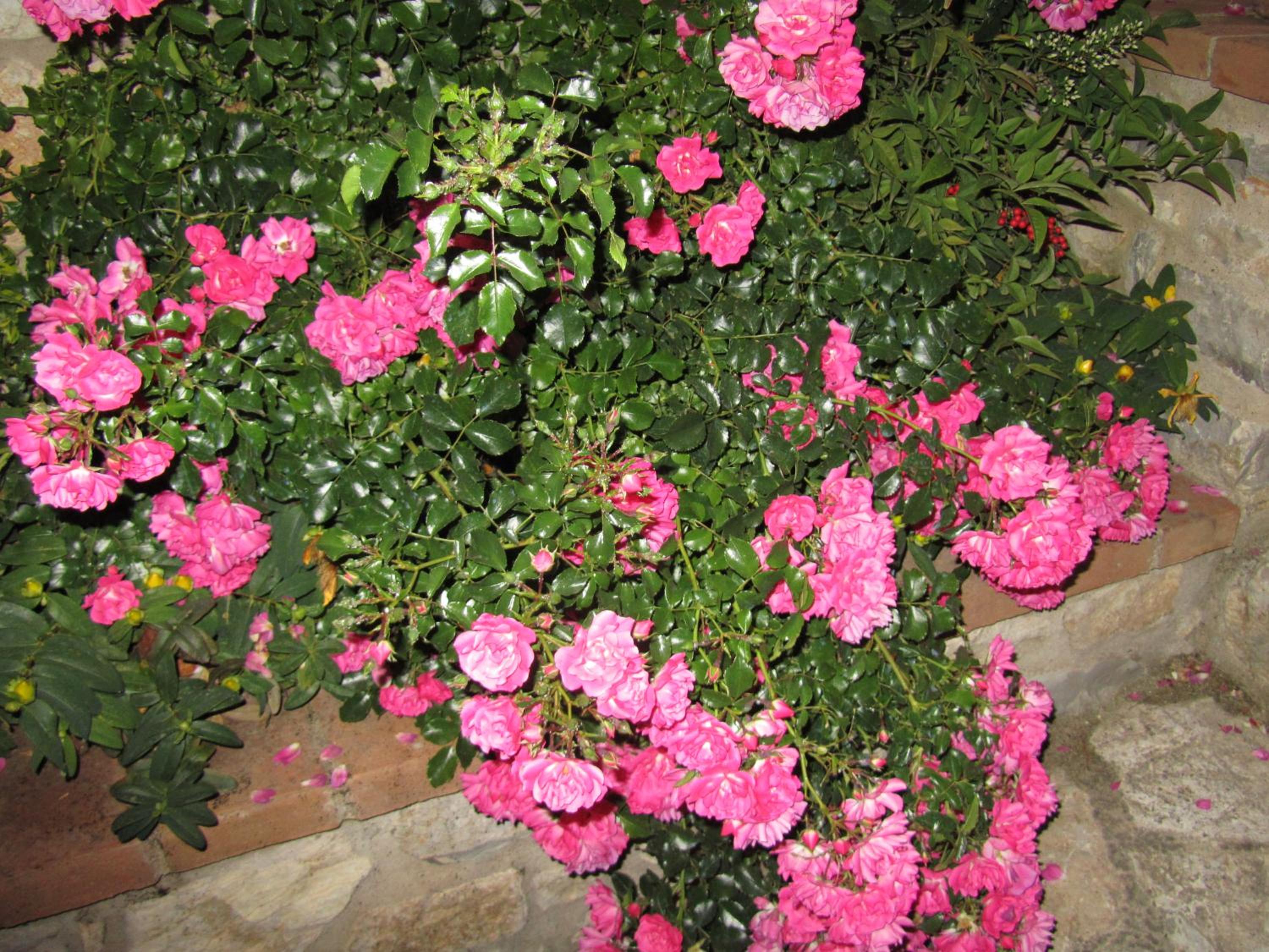 Agriturismo Borghetto Il Montino