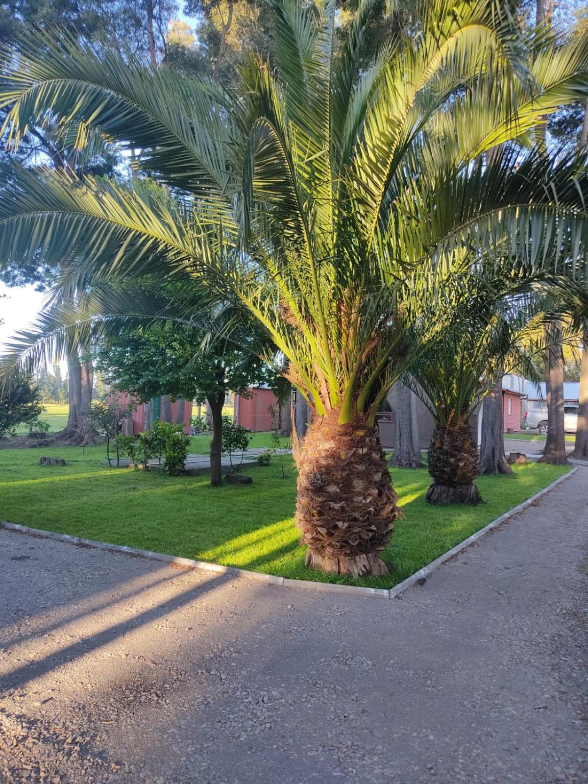 Domo Las Araucarias