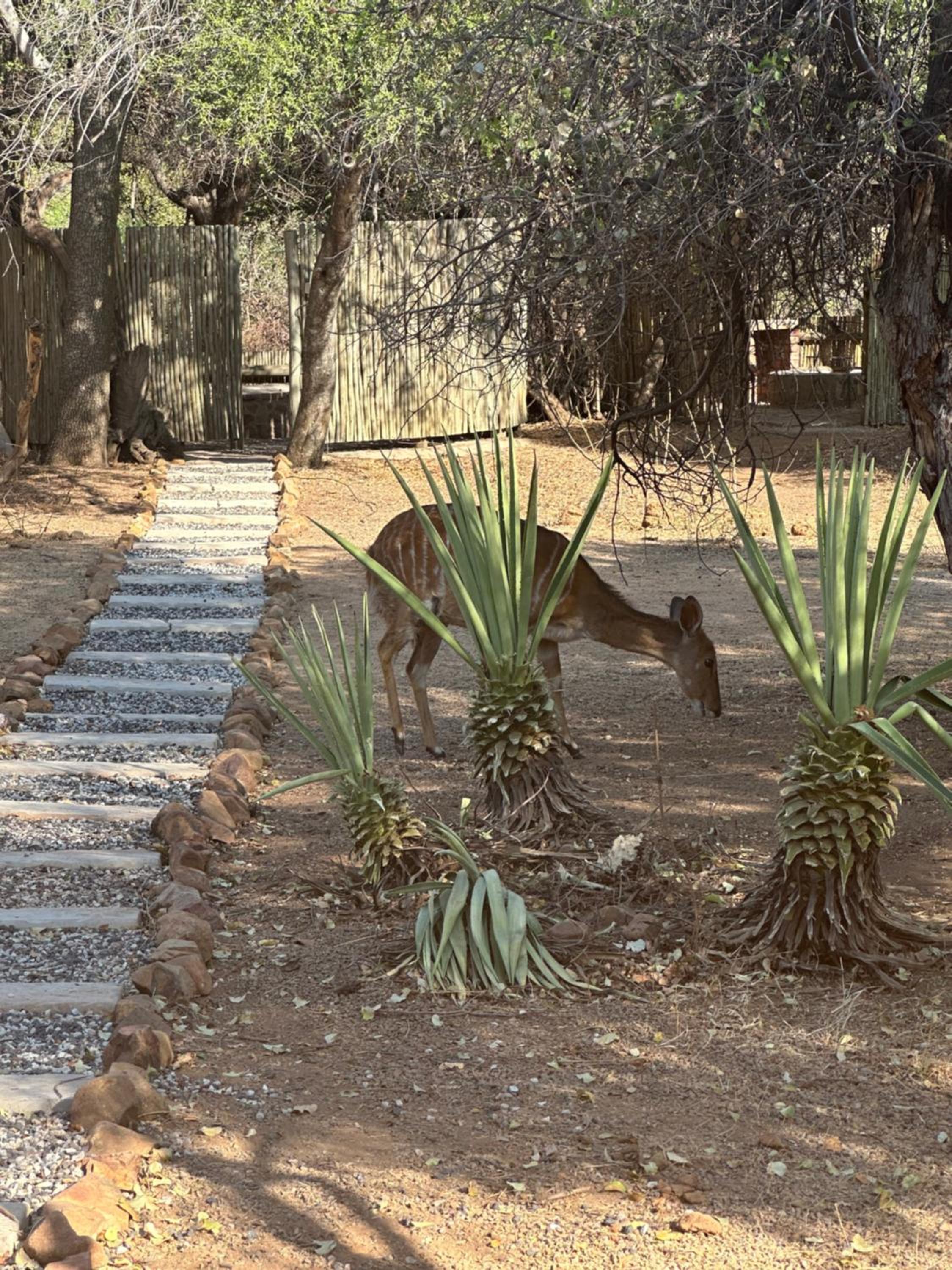 Mabalingwe Nature Reserve - Elephant Lodge - Tjaila