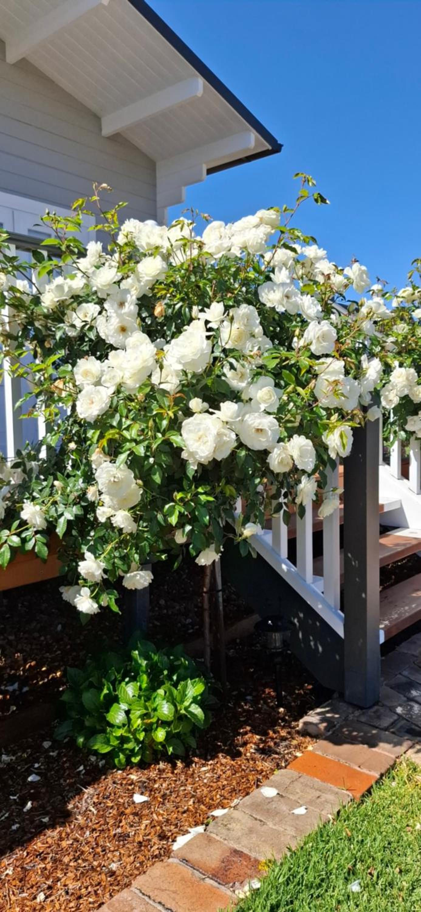 Dangerfield Oaks Boutique Cottage's