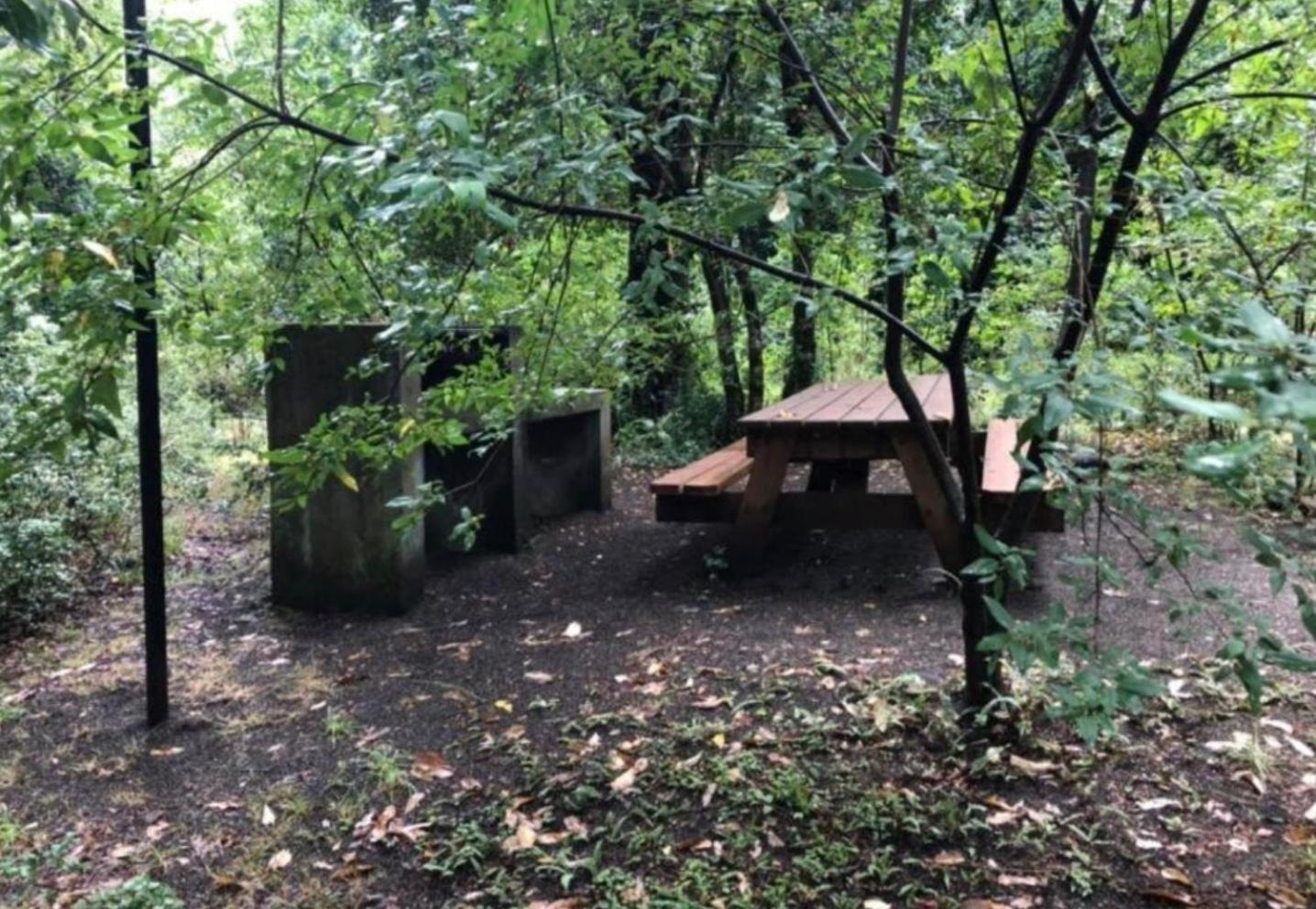 Turismo consciente y de reconexión en Pucón incluye Depto, Baño de Bosque terapéutico y Mindfulness en Parque Kulatrayquen