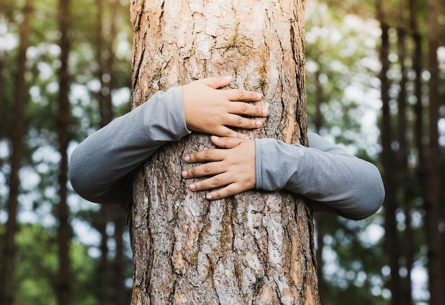 Turismo consciente y de reconexión en Pucón incluye Depto, Baño de Bosque terapéutico y Mindfulness en Parque Kulatrayquen