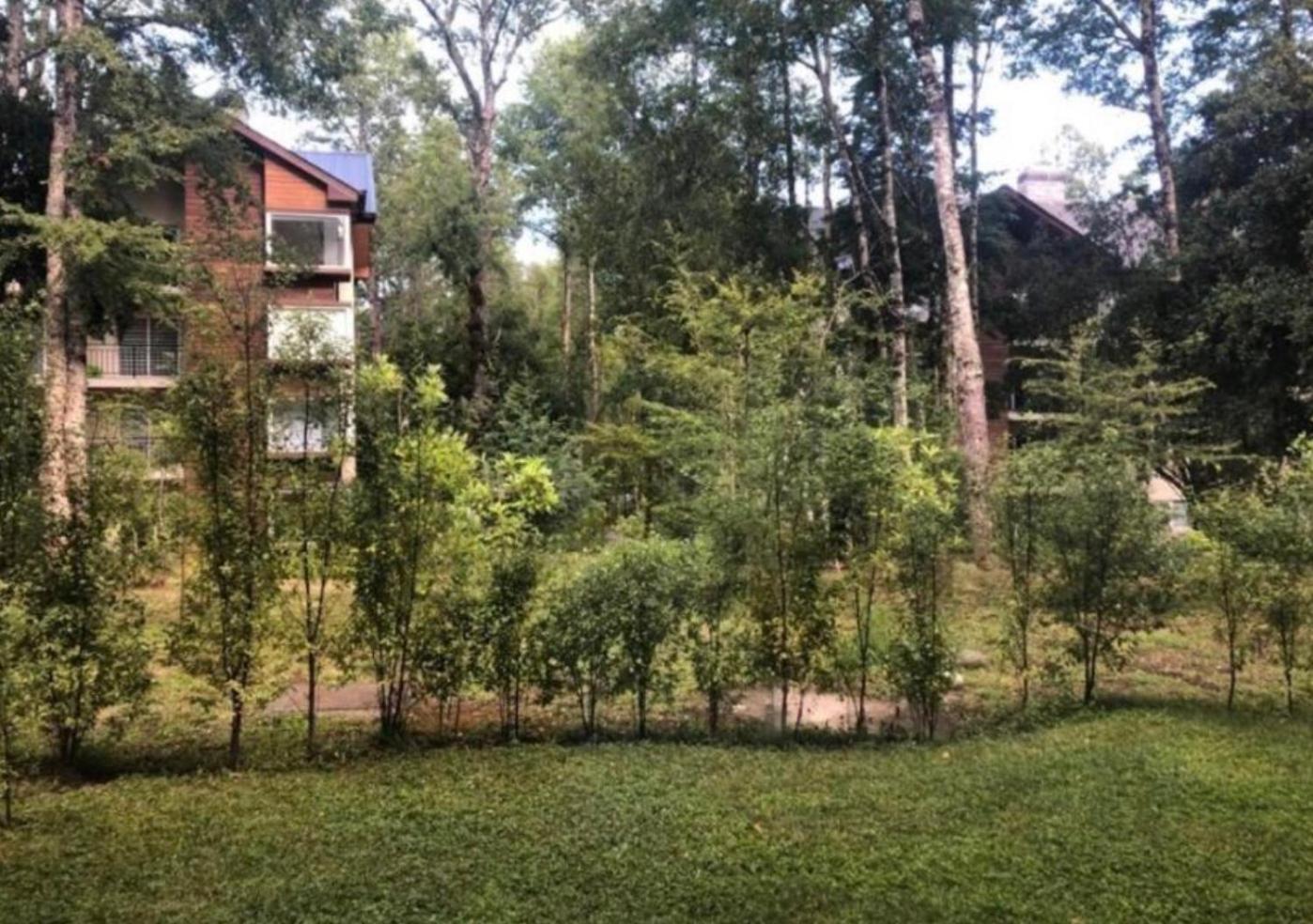 Turismo consciente y de reconexión en Pucón incluye Depto, Baño de Bosque terapéutico y Mindfulness en Parque Kulatrayquen
