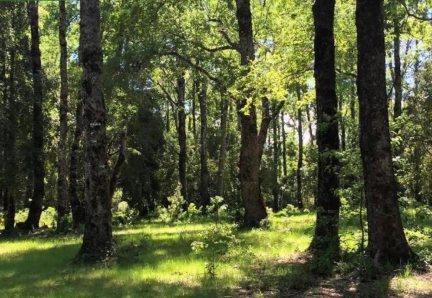 Turismo consciente y de reconexión en Pucón incluye Depto, Baño de Bosque terapéutico y Mindfulness en Parque Kulatrayquen